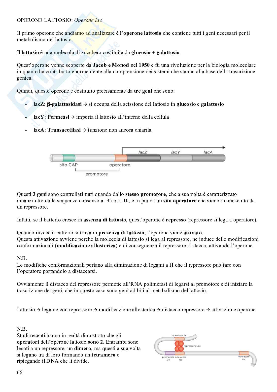 Biologia molecolare  Pag. 66