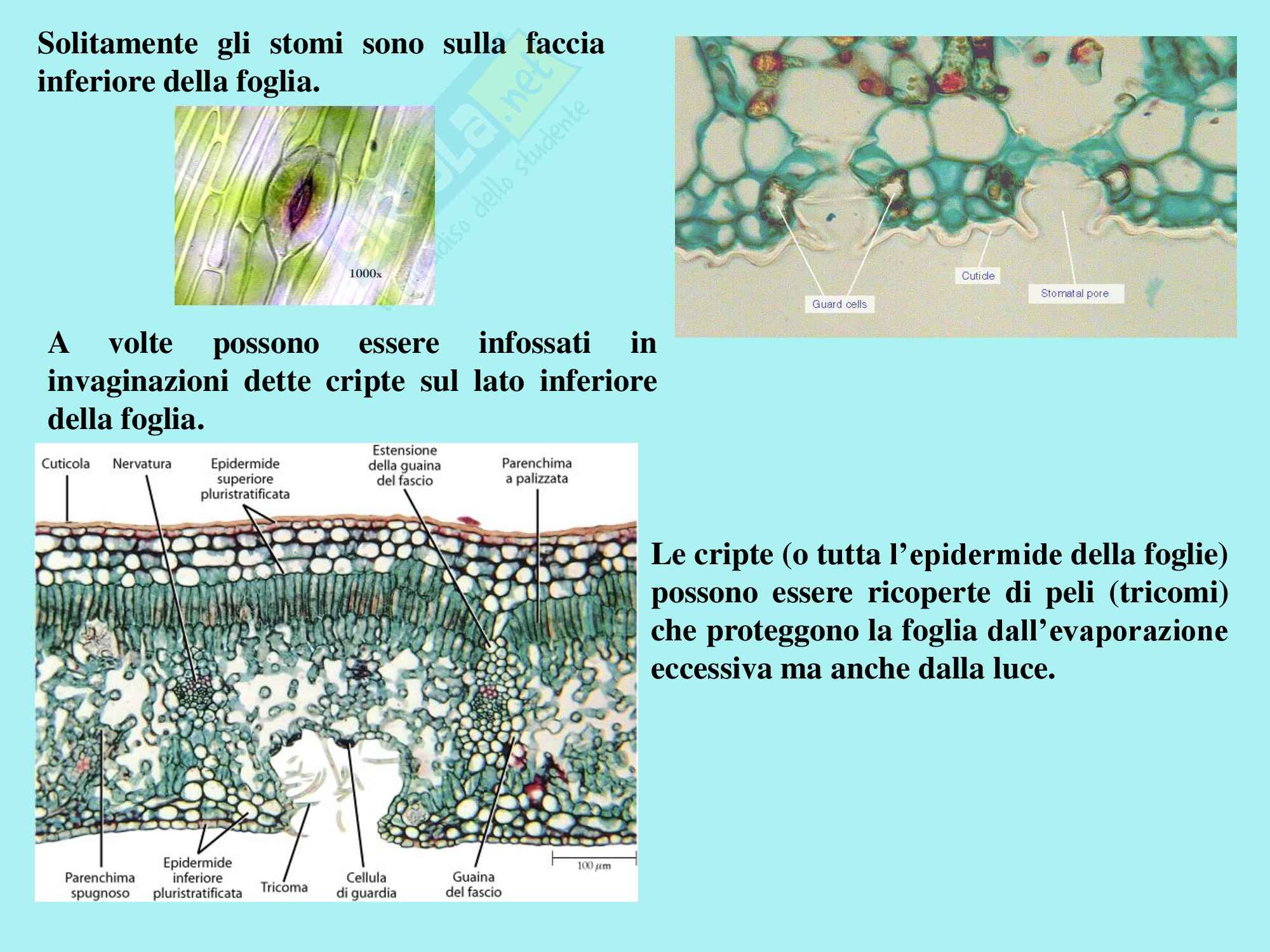 Biologia vegetale - la foglia Pag. 11