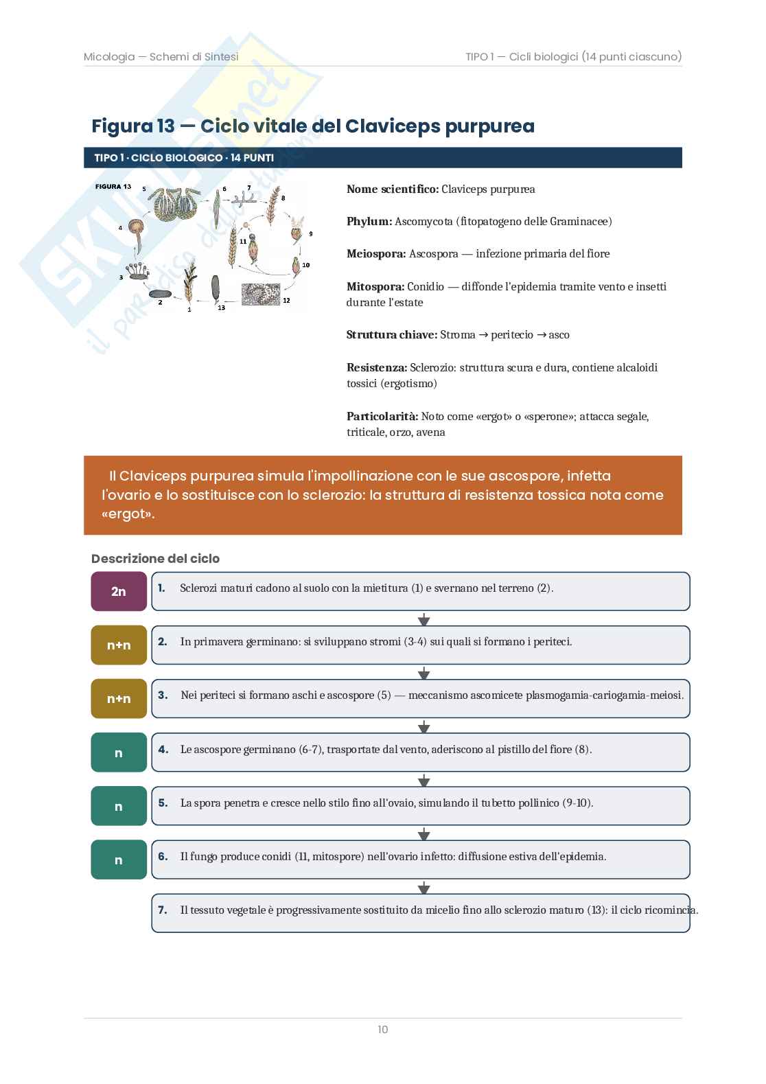 Micologia – Schemi e cicli biologici delle 25 figure d'esame   Pag. 11