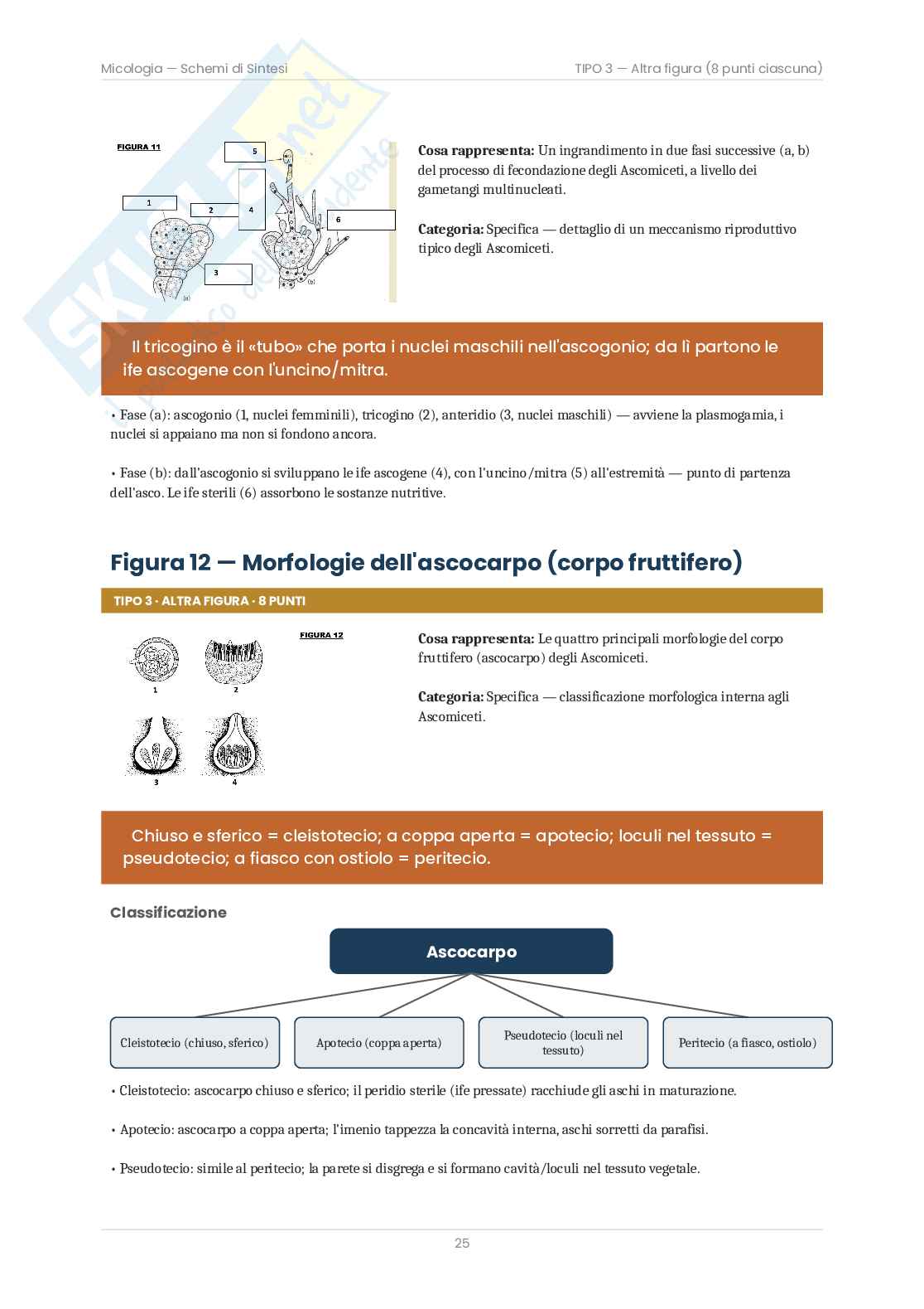 Micologia – Schemi e cicli biologici delle 25 figure d'esame   Pag. 26