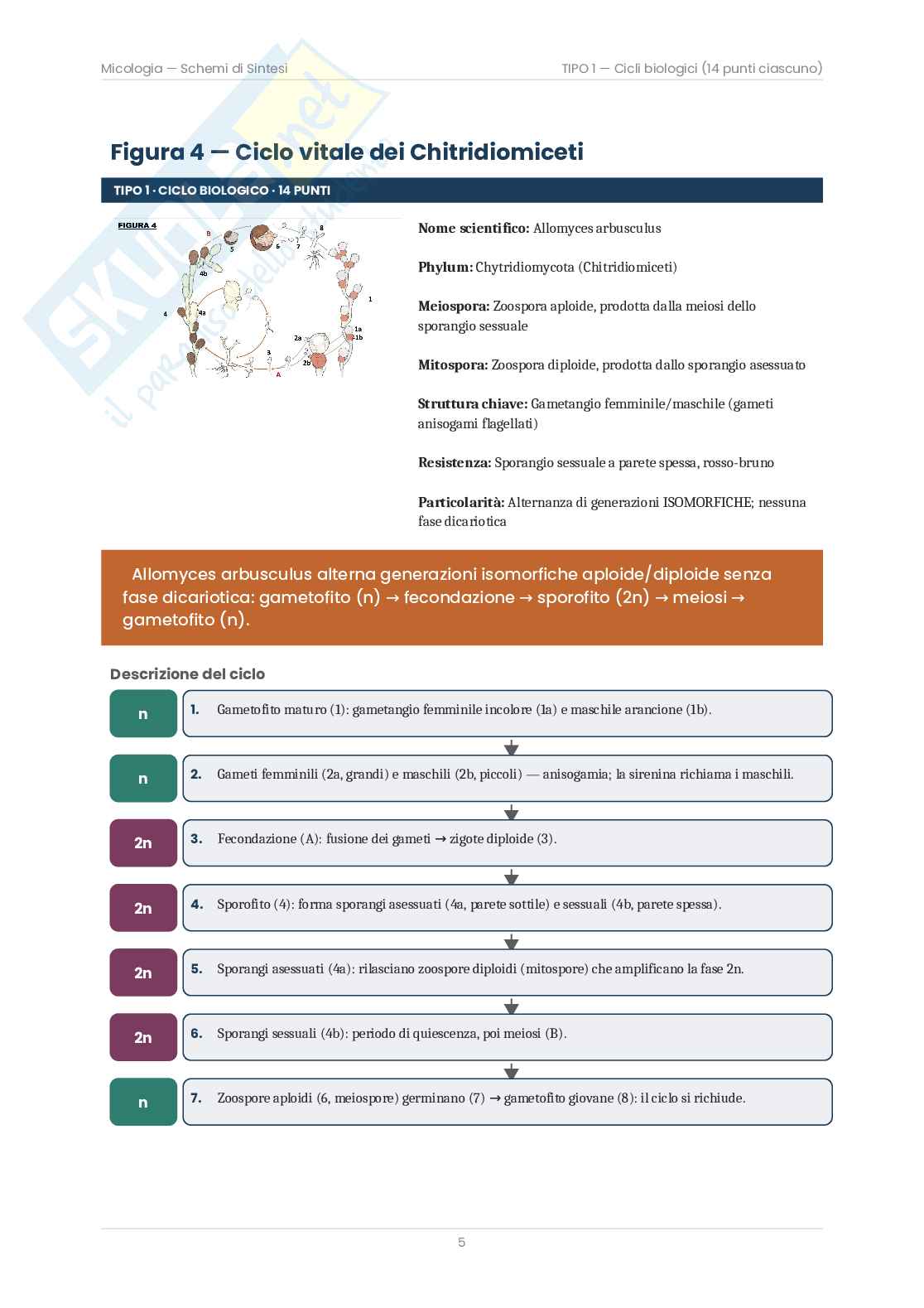 Micologia – Schemi e cicli biologici delle 25 figure d'esame   Pag. 6