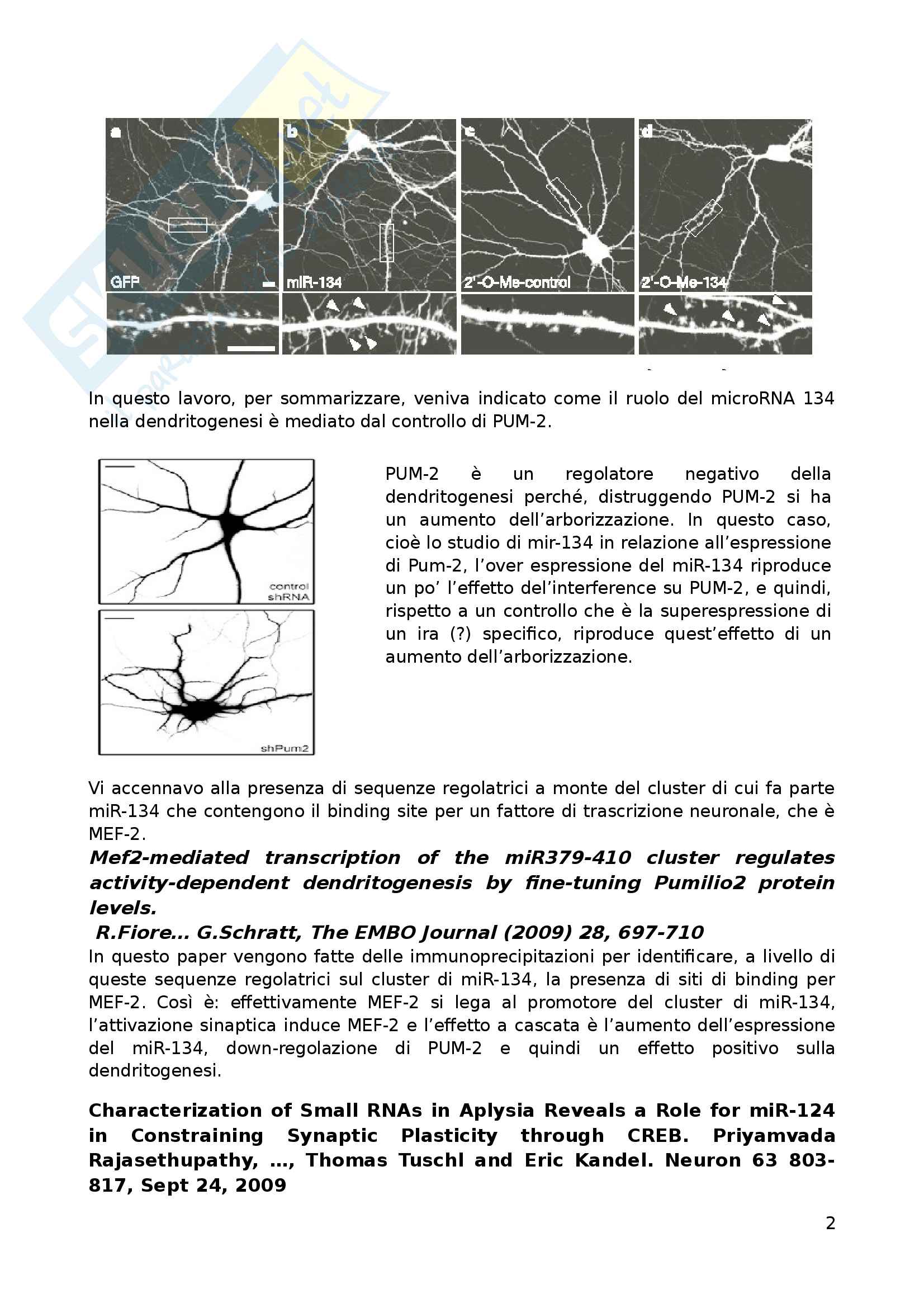 Il sistema dei microRNA neuronali Pag. 2