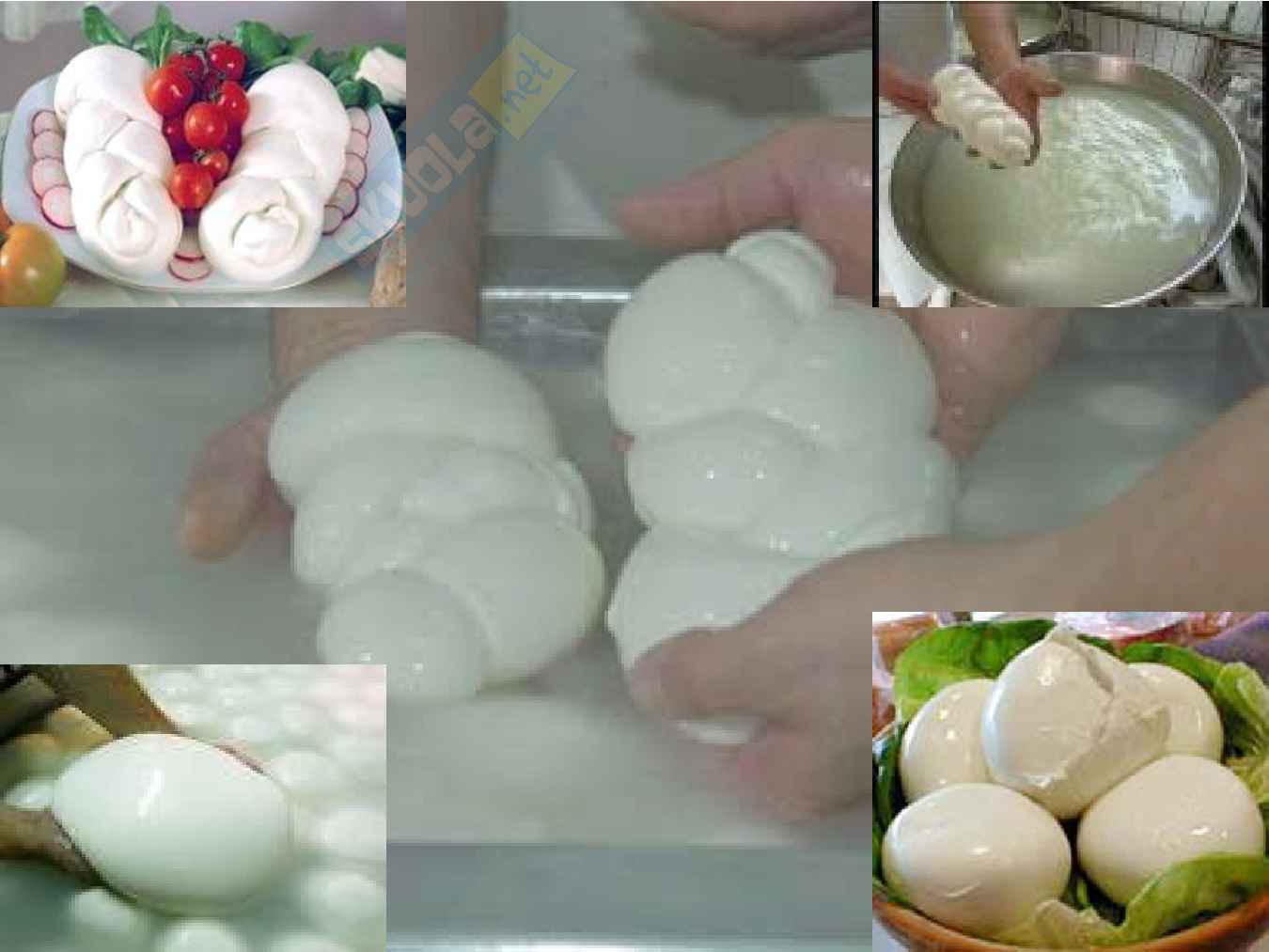Mozzarella di bufala Pag. 21