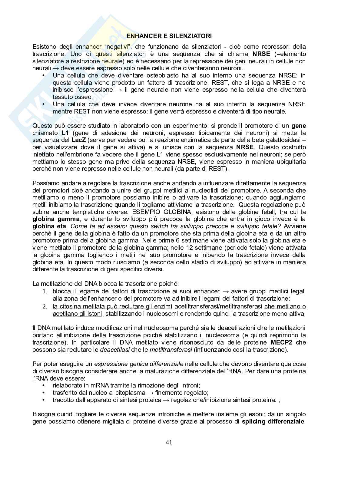 Appunti rielaborati e integrati - Biologia dello Sviluppo Pag. 41