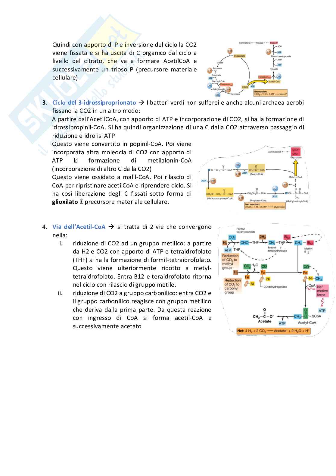 Microbiologia Pag. 46