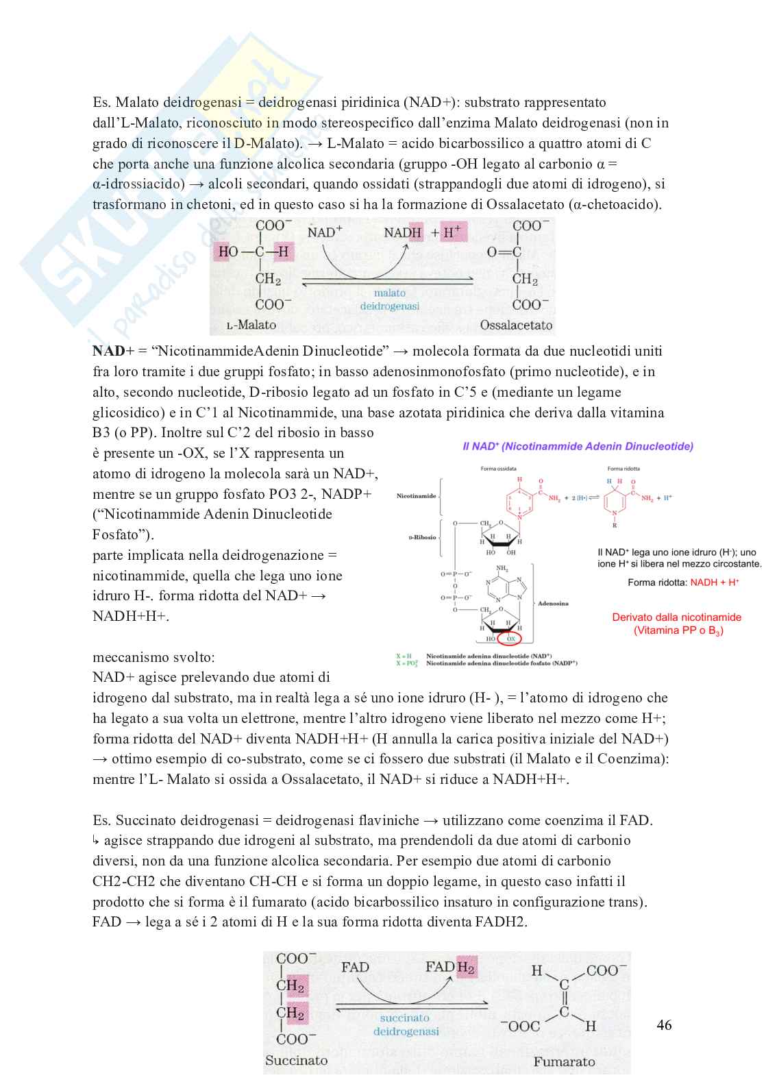 Schemi Biochimica II parte I Pag. 46