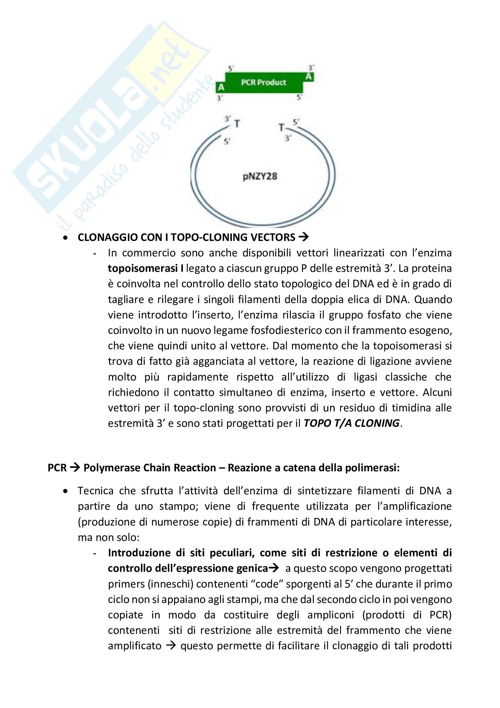 Ingegneria genetica - dal genoma alle moderne tecniche di manipolazione Pag. 36