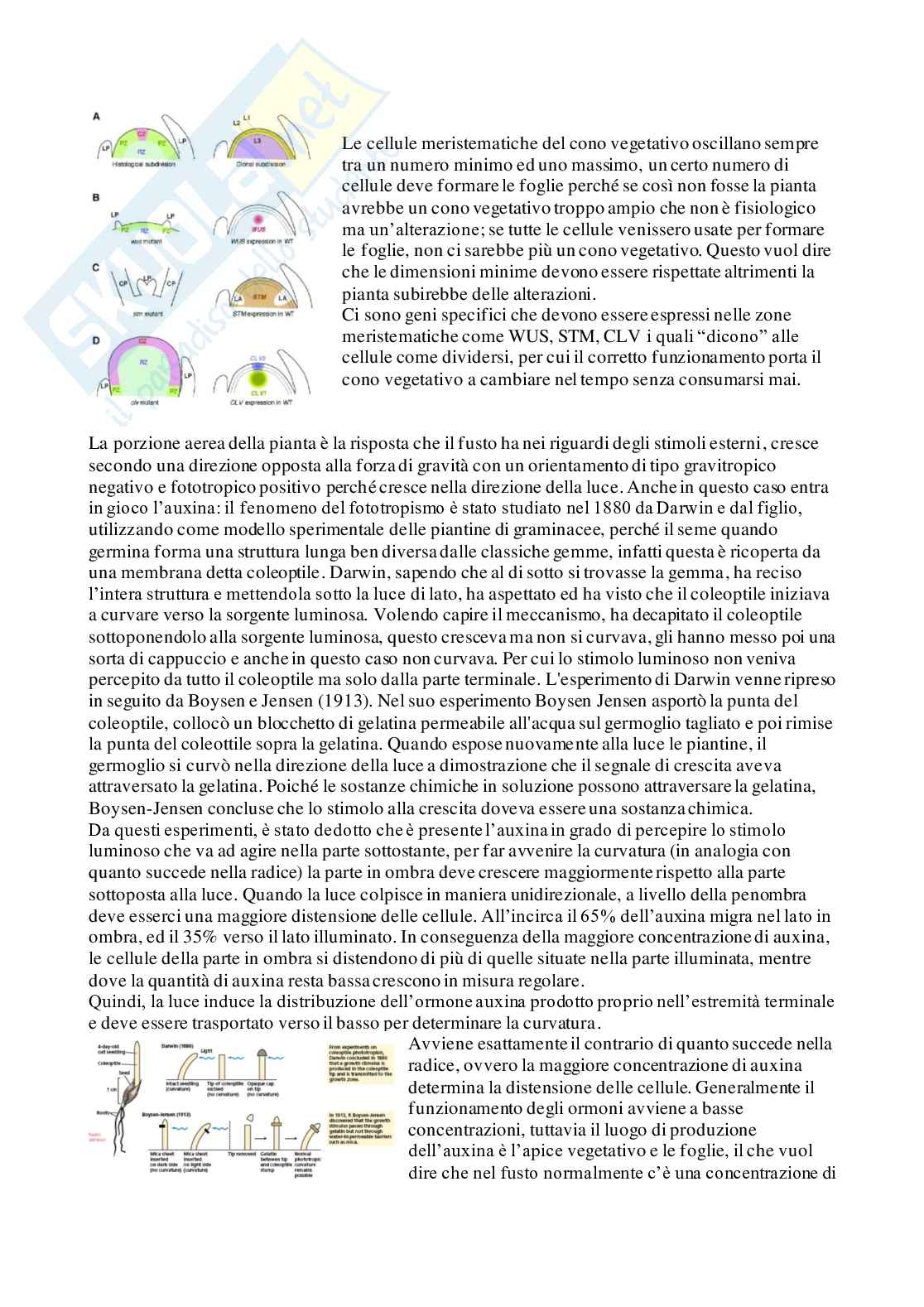 Appunti di Botanica generale Pag. 31