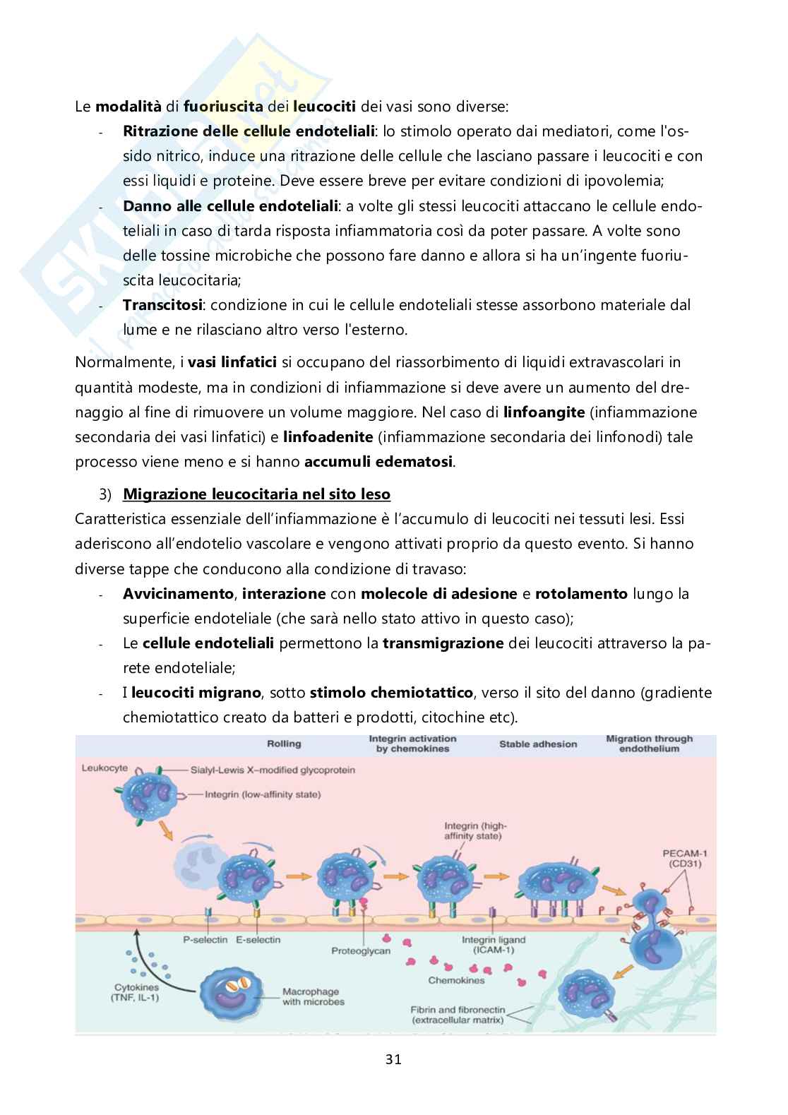 Patologia generale Pag. 31