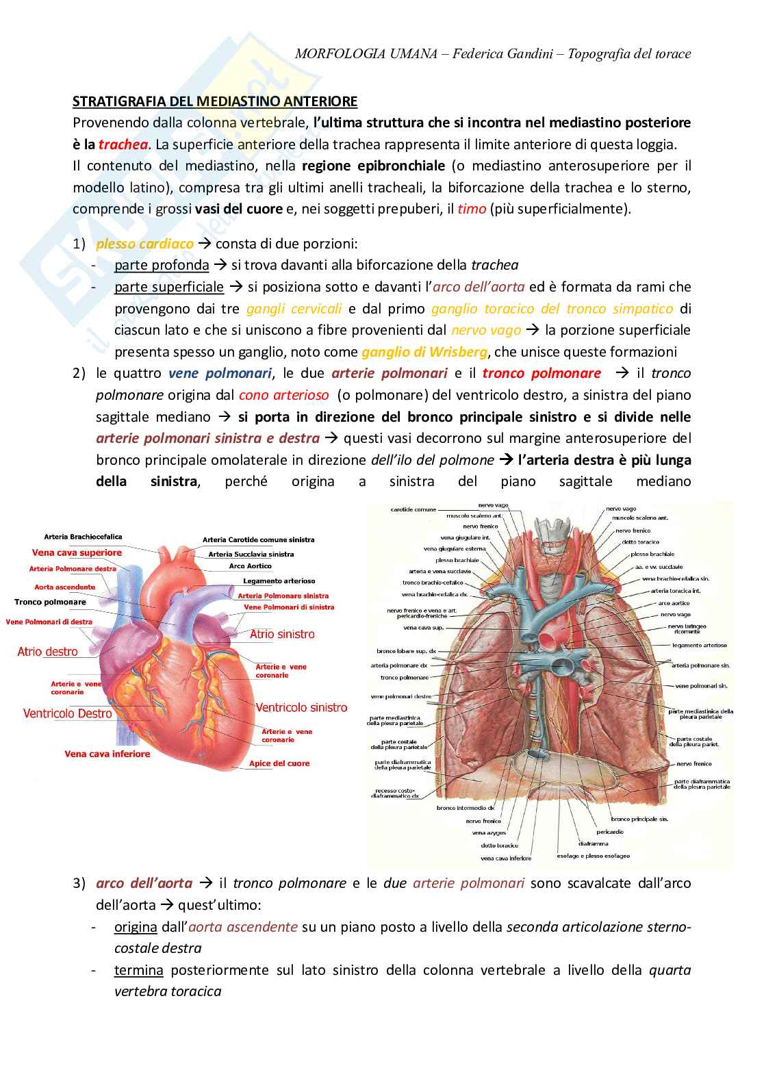 Appunti - Schema - riassunto anatomia umana: topografia del torace (medicina e chirurgia) Pag. 16
