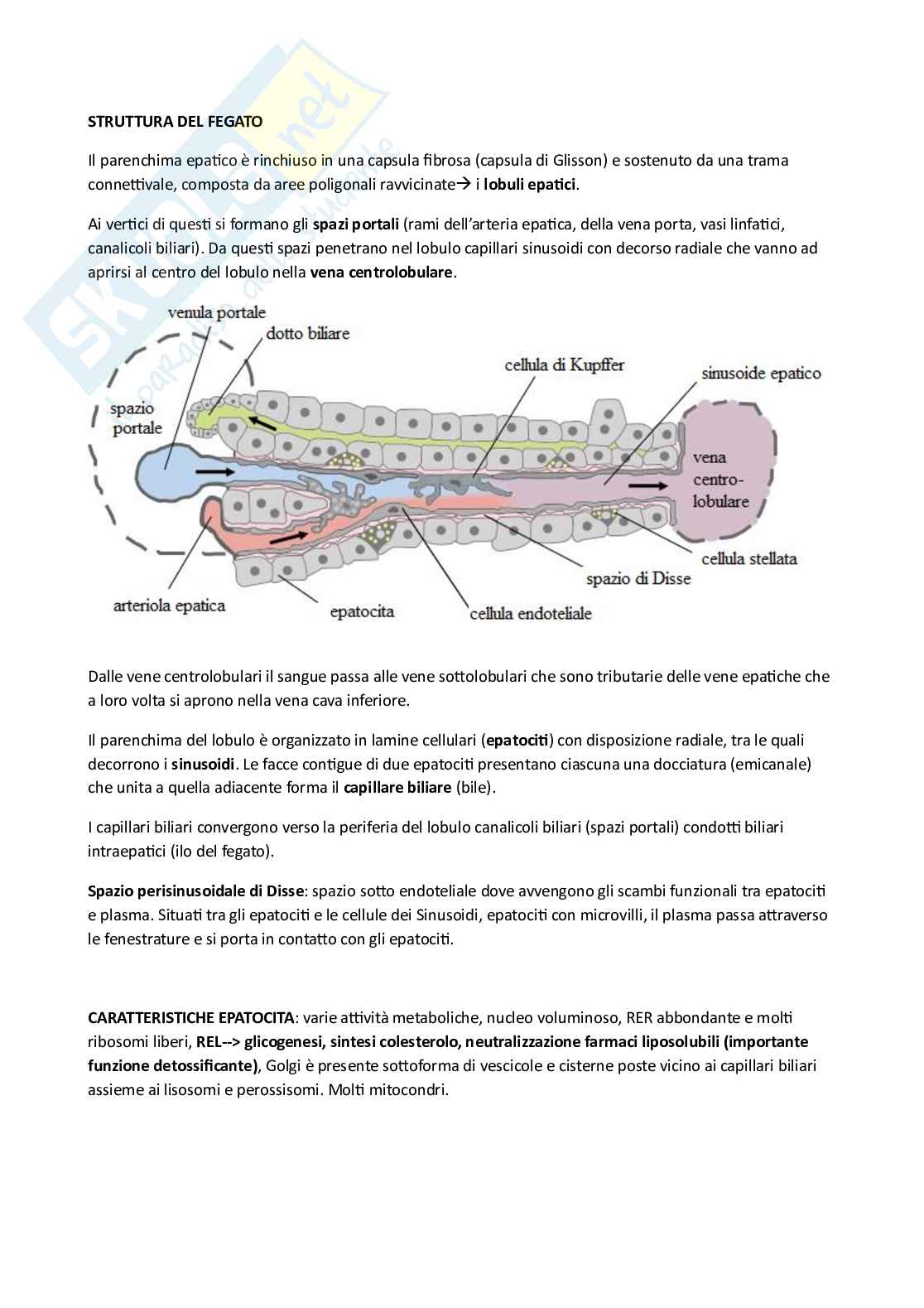 Anatomia umana Pag. 41