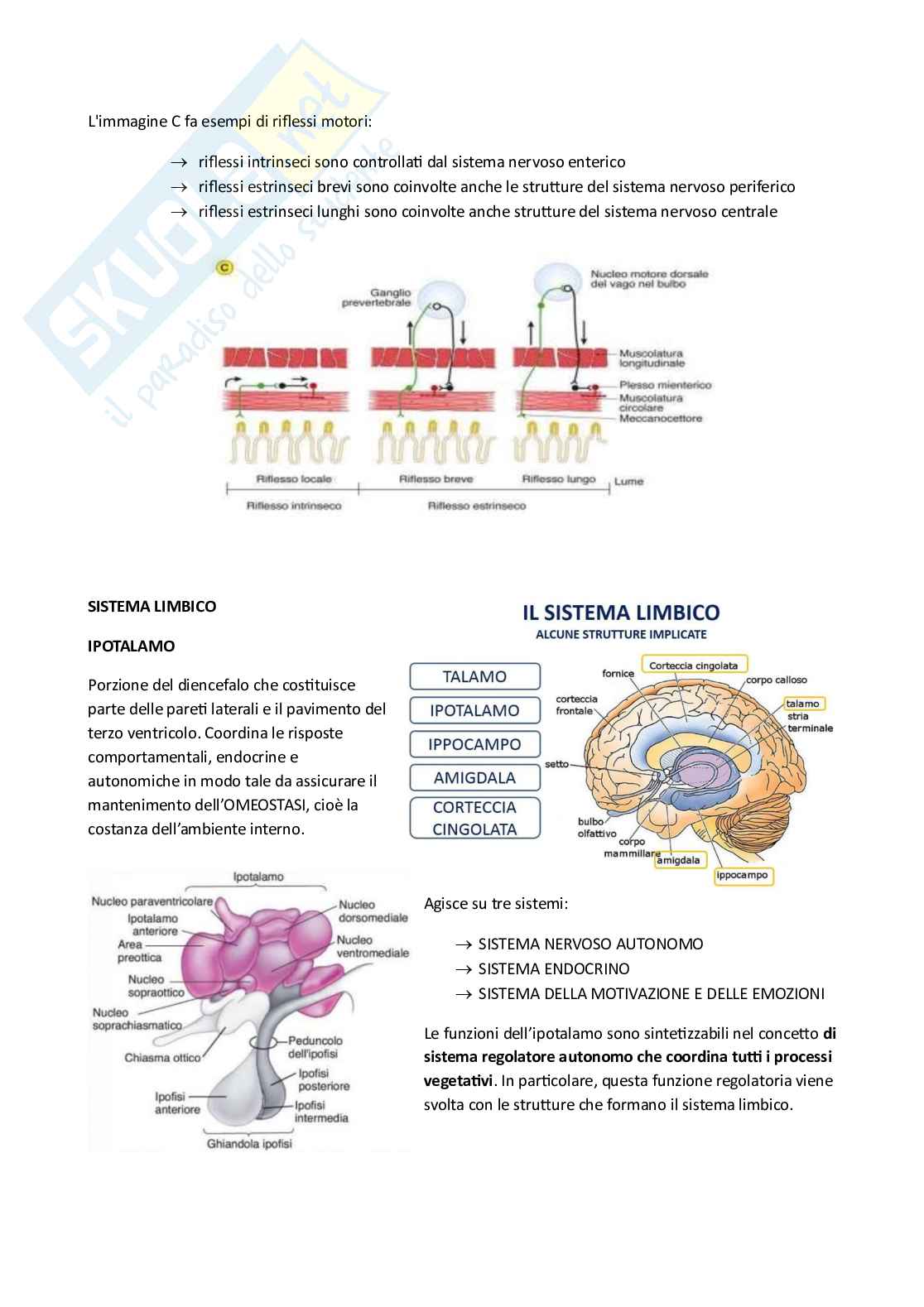 Anatomia umana Pag. 81