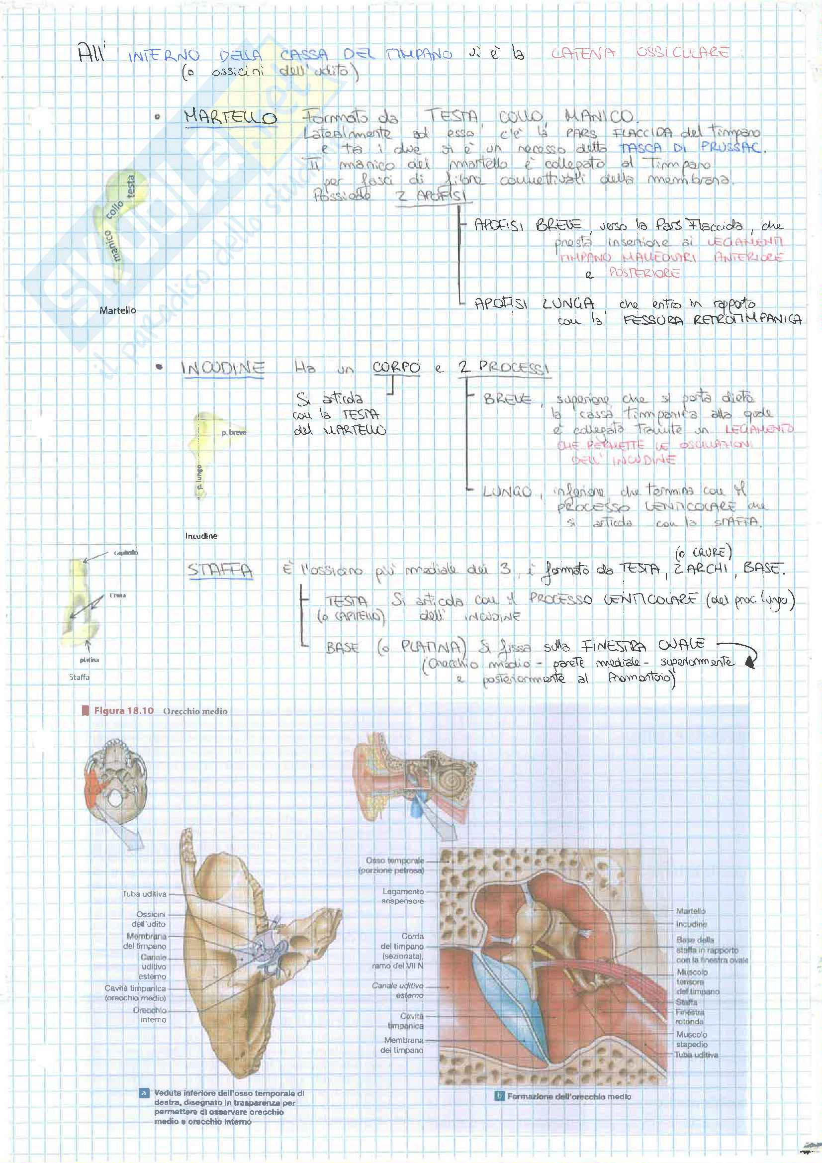 4 Esonero (Apparato Digerente,Urinario, Sistema Nervoso) Pag. 71