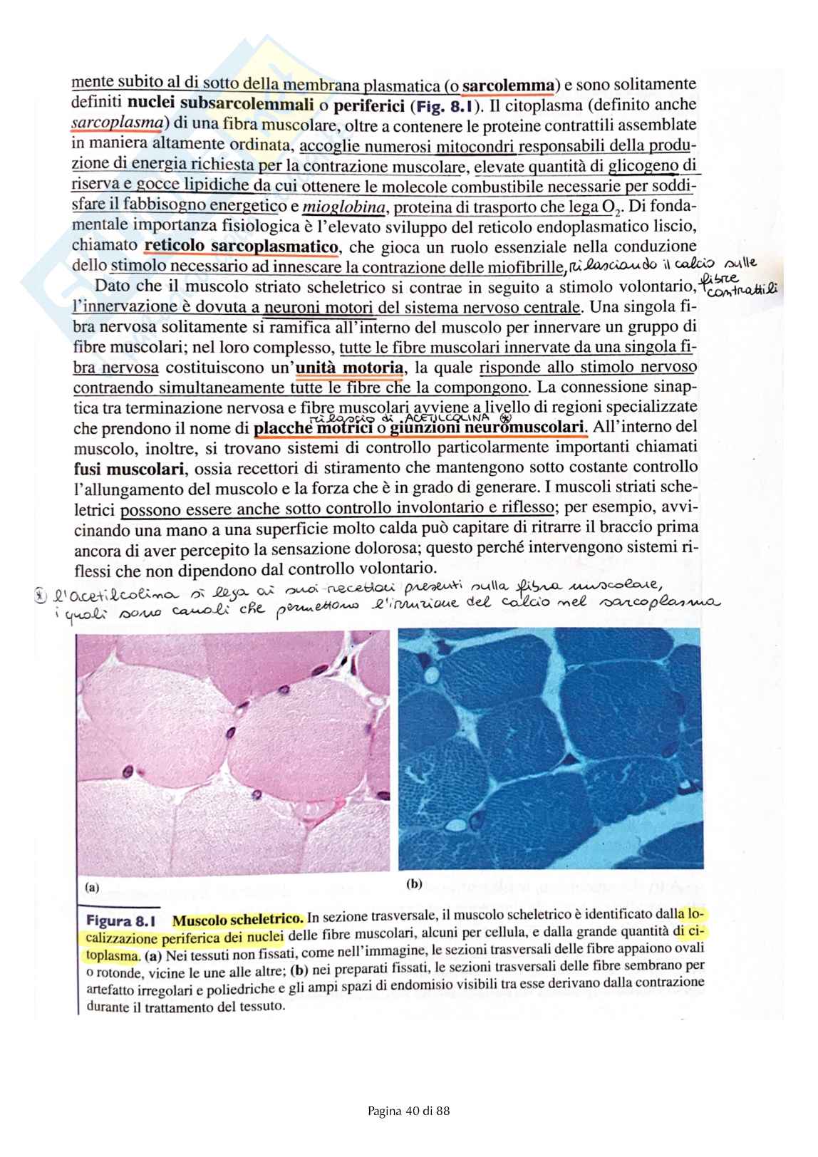 Tessuto muscolare Pag. 2