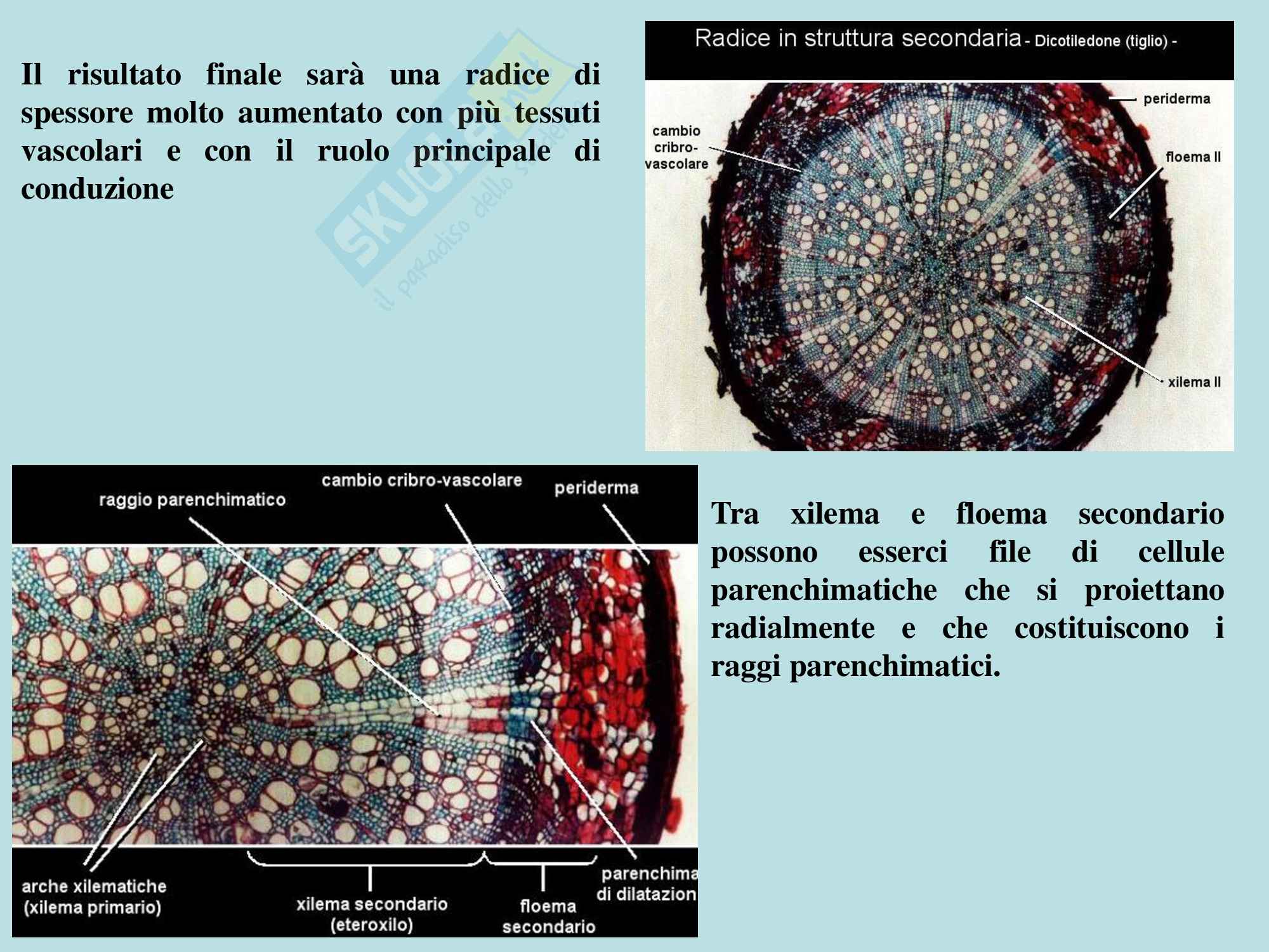 Biologia vegetale - struttura e funzioni della radice Pag. 26