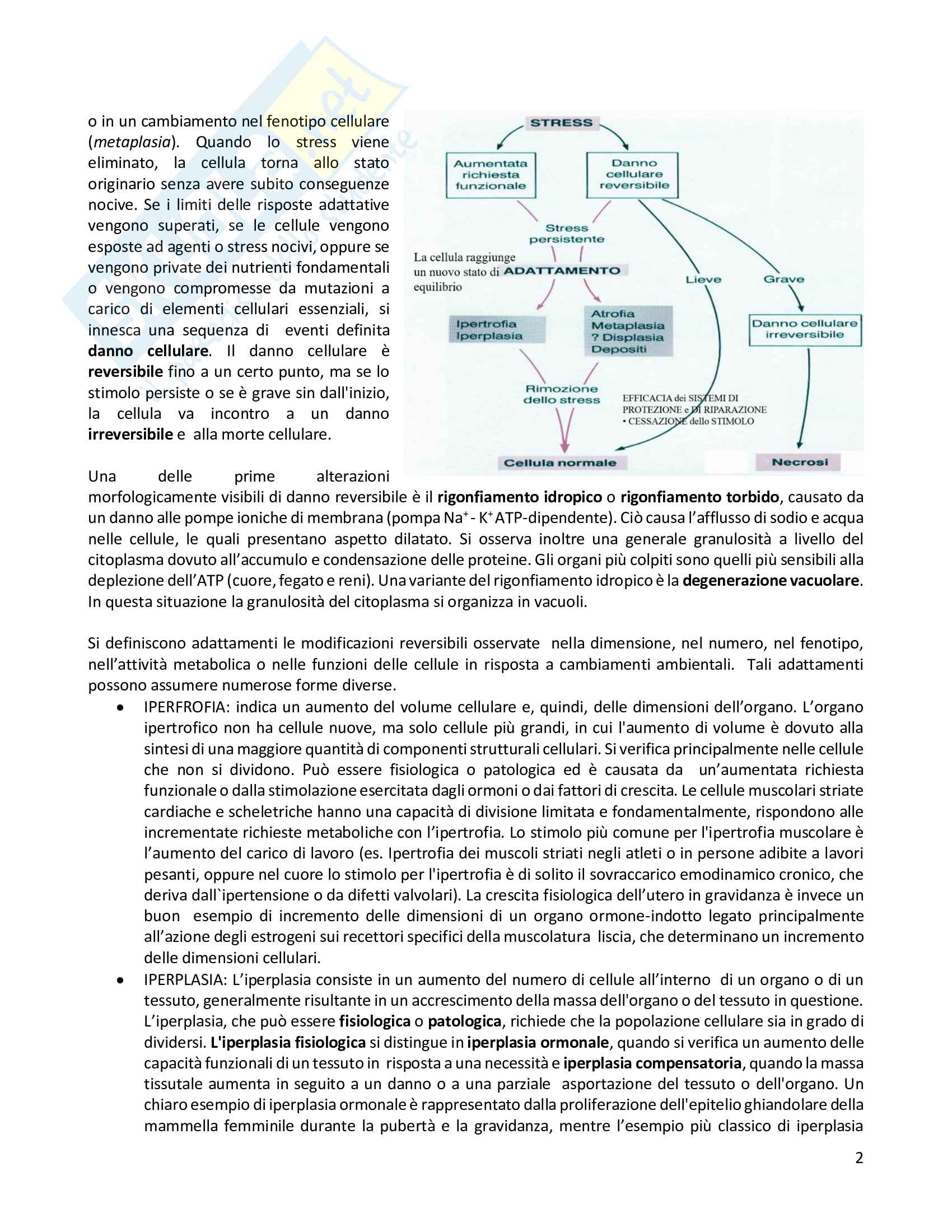 Esame Patologia Pag. 2