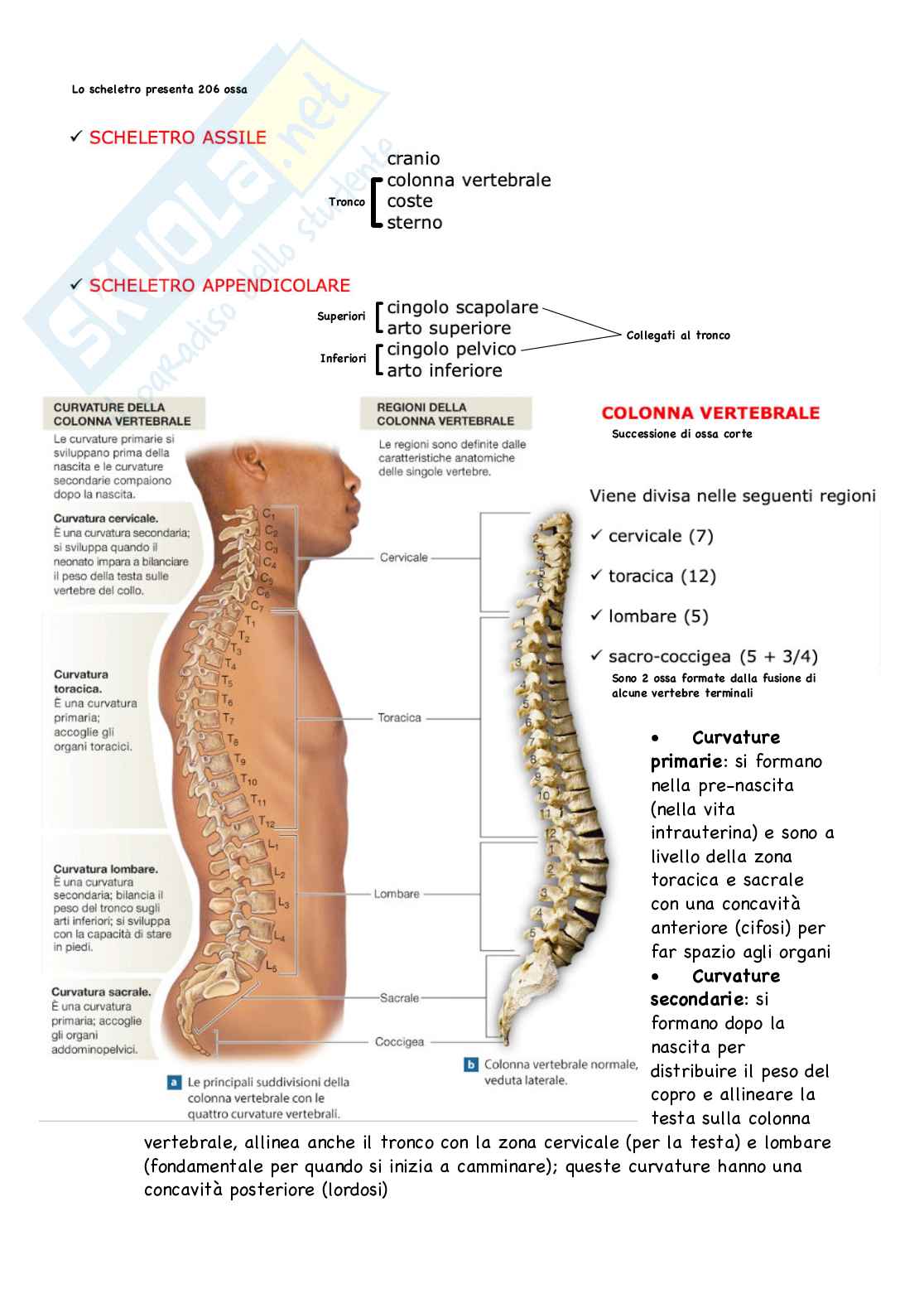 Anatomia - anatomia umana Pag. 1