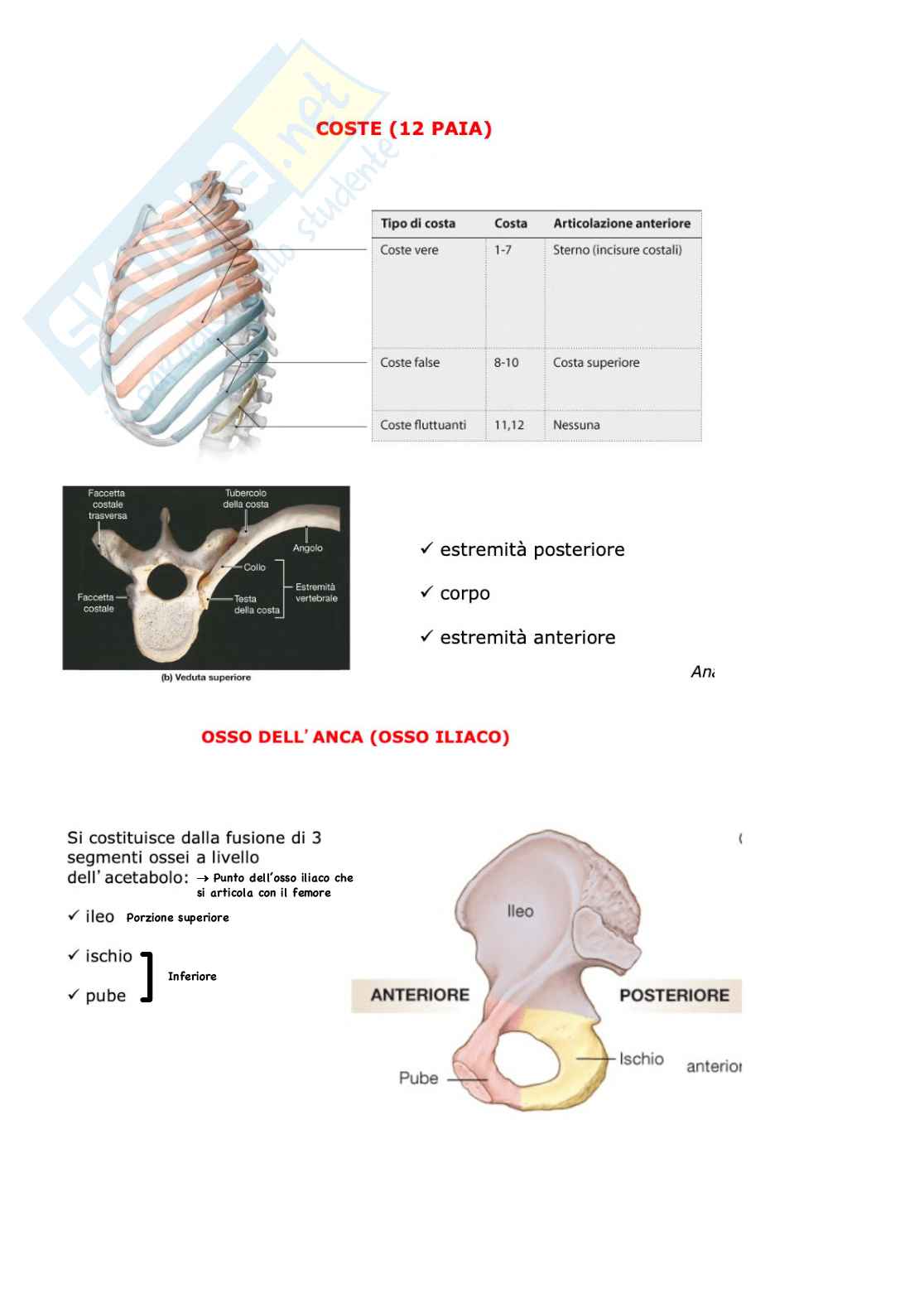 Anatomia - anatomia umana Pag. 6