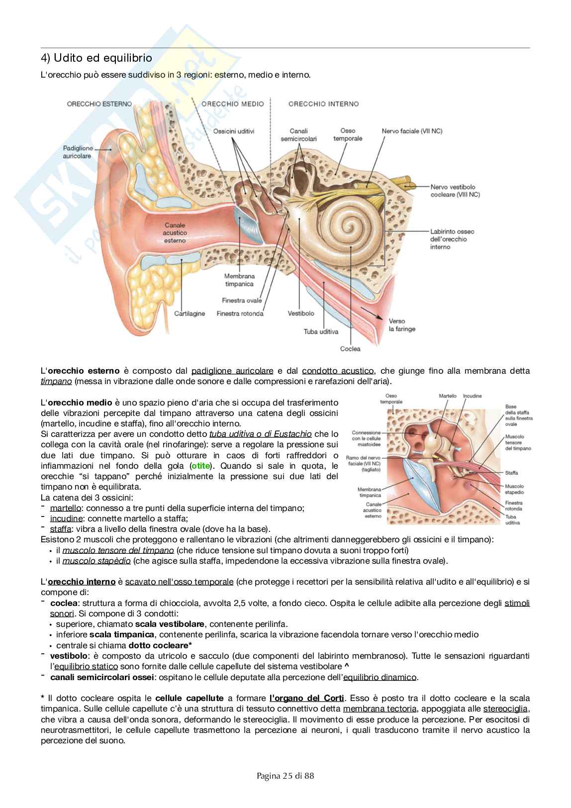 Organi di senso Pag. 6