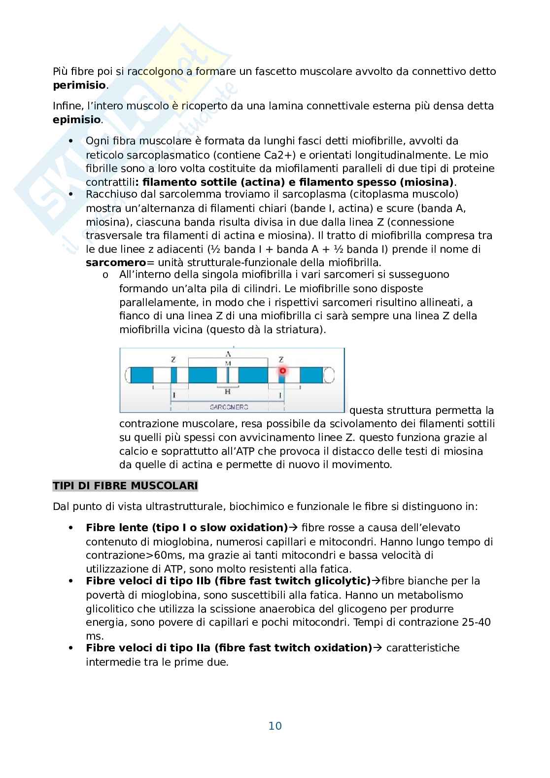 Anatomia umana, antropometria e postura Pag. 11