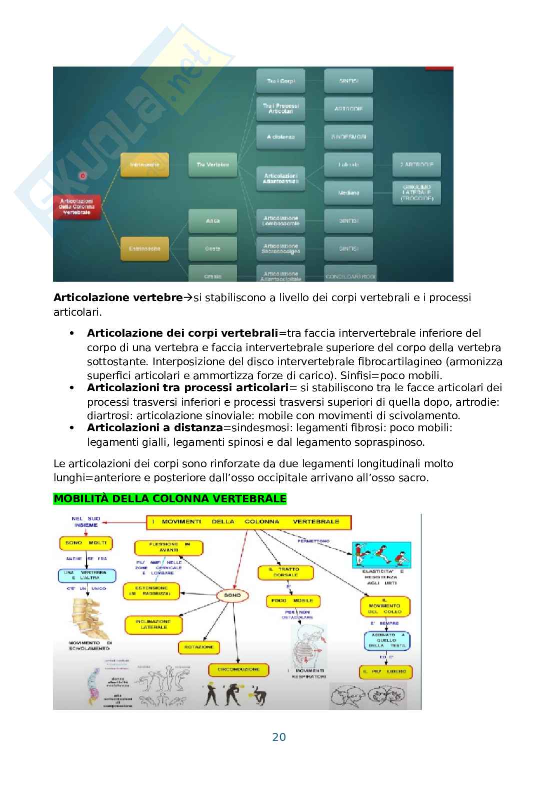 Anatomia umana, antropometria e postura Pag. 21