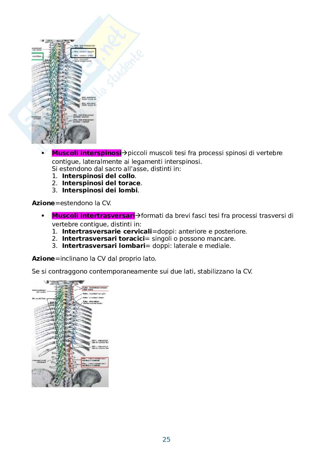Anatomia umana, antropometria e postura Pag. 26