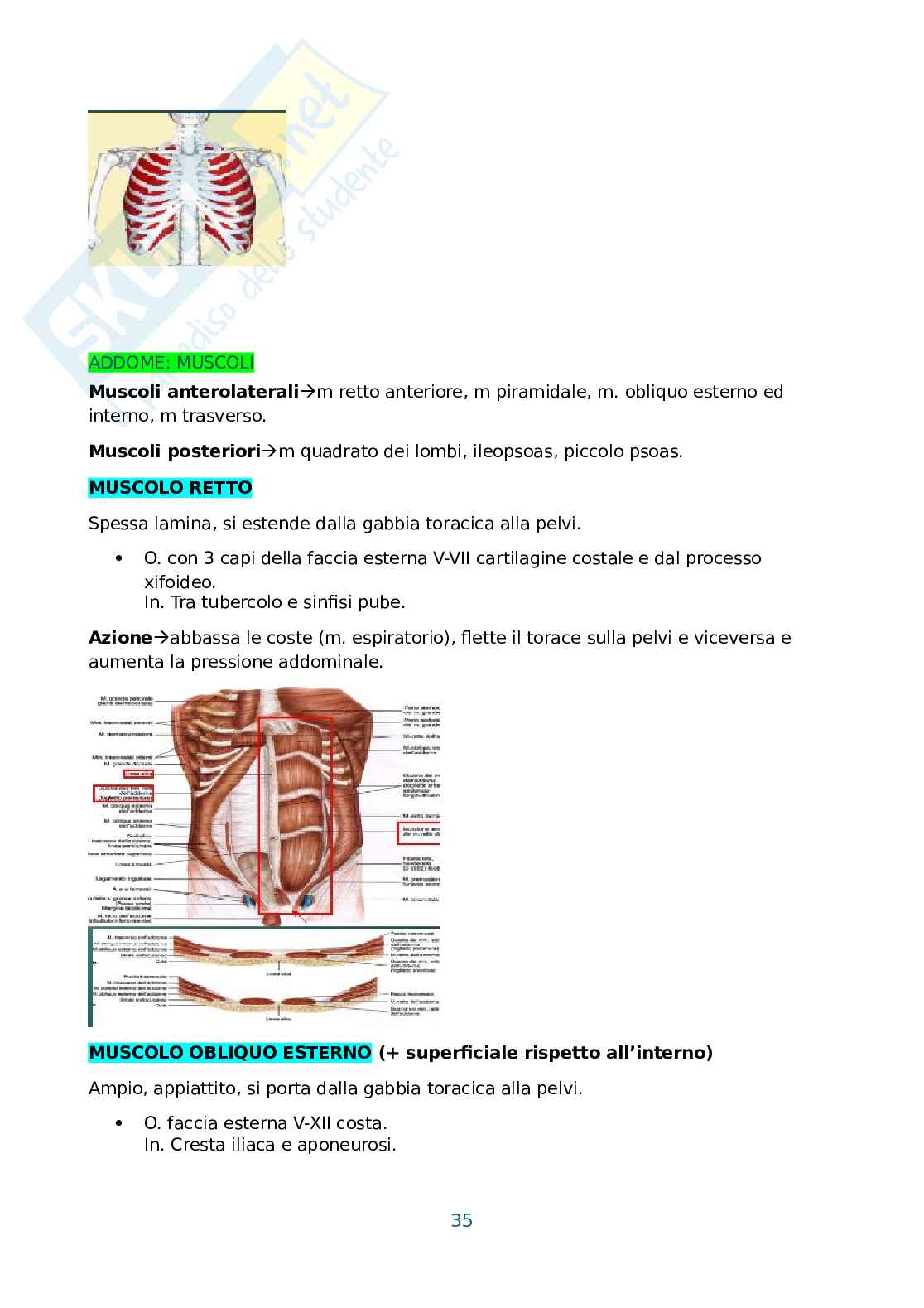 Anatomia umana, antropometria e postura Pag. 36