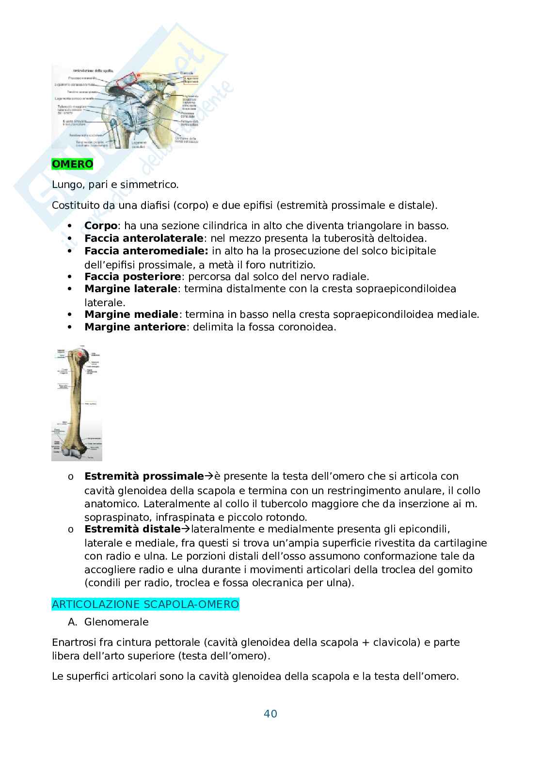 Anatomia umana, antropometria e postura Pag. 41