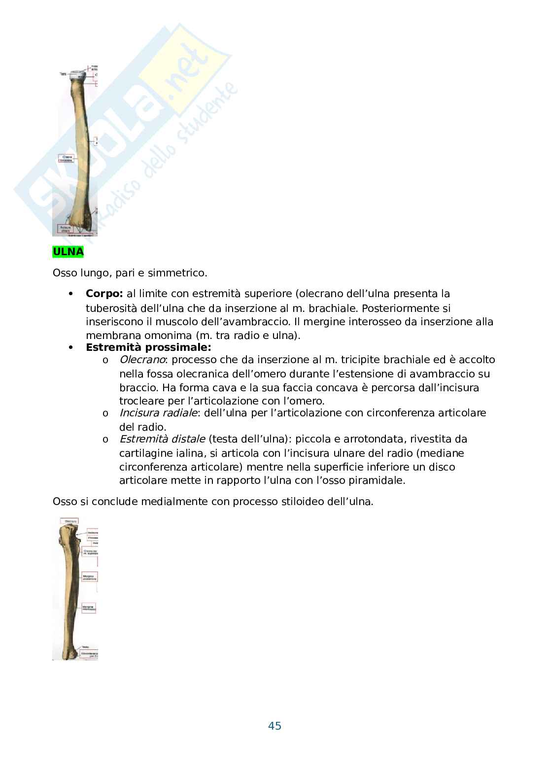 Anatomia umana, antropometria e postura Pag. 46