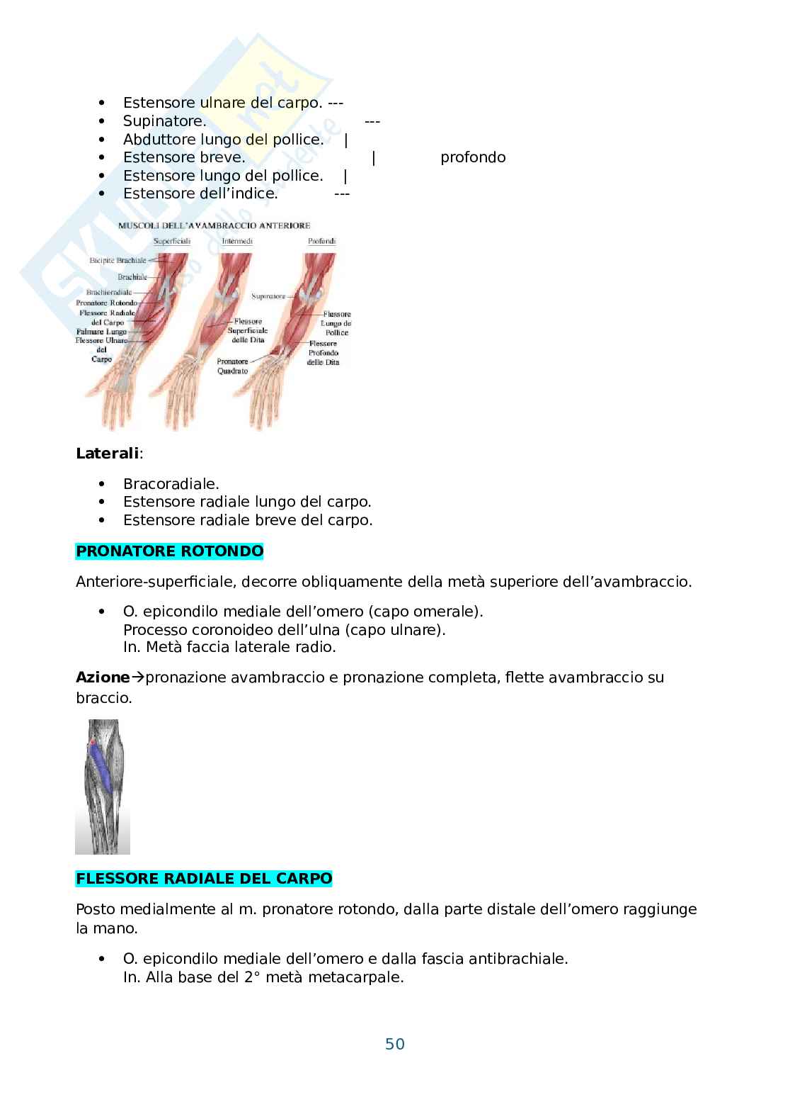 Anatomia umana, antropometria e postura Pag. 51
