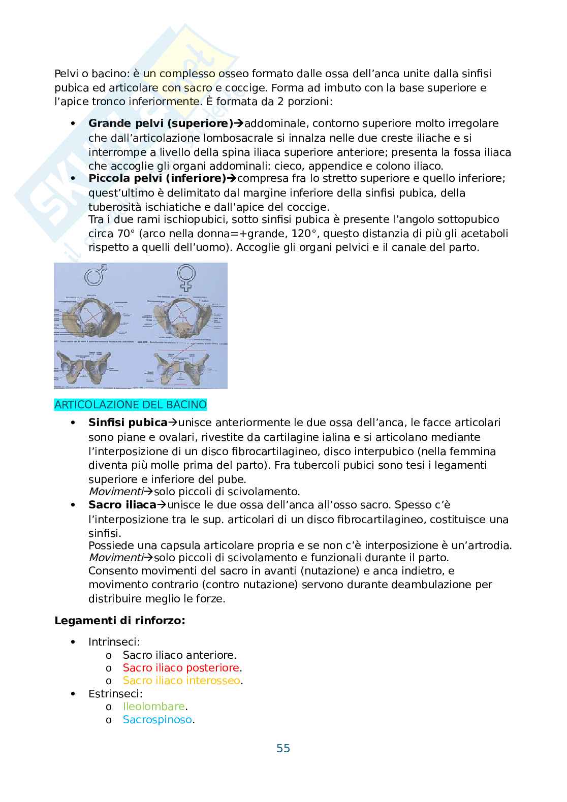 Anatomia umana, antropometria e postura Pag. 56
