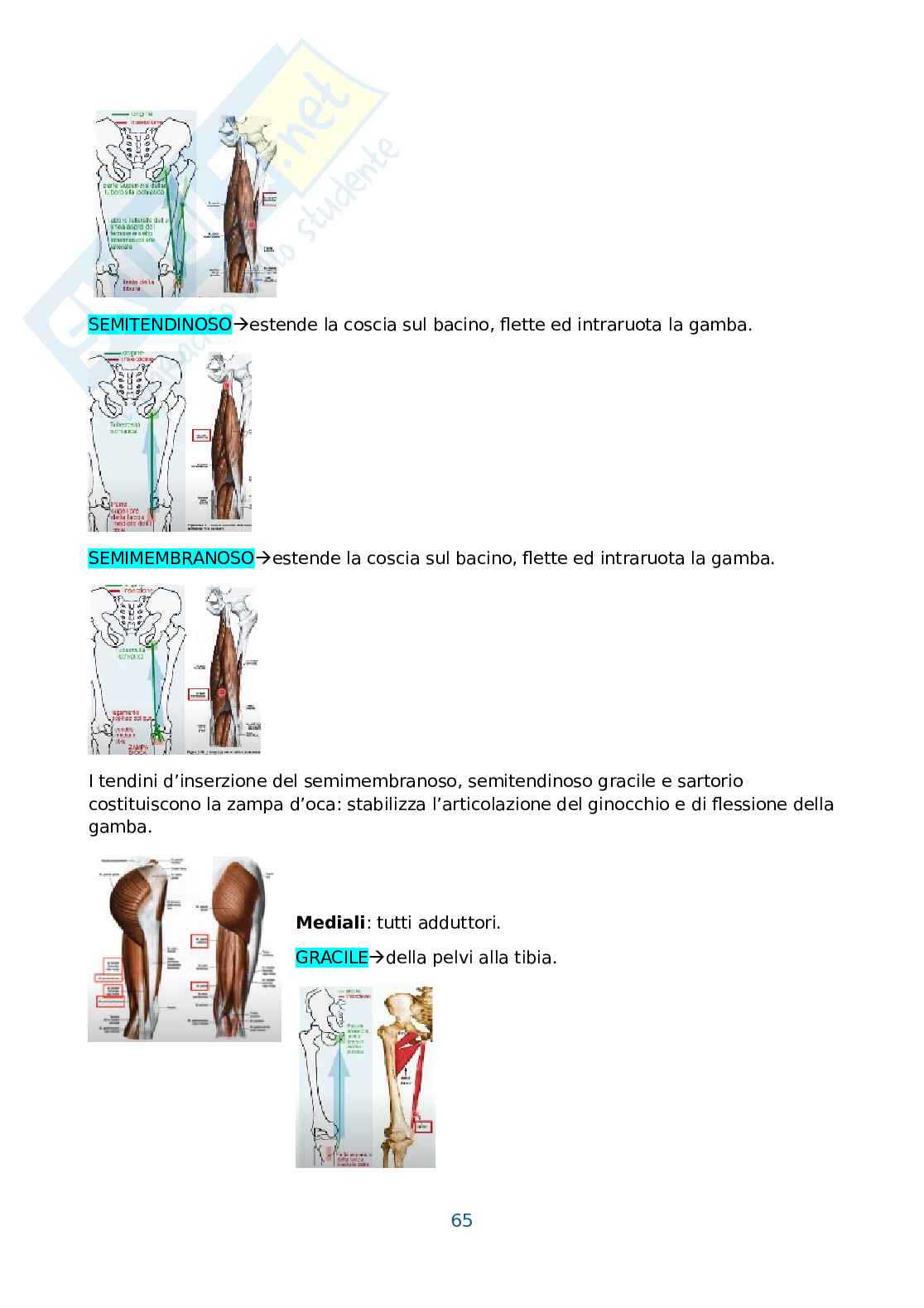 Anatomia umana, antropometria e postura Pag. 66