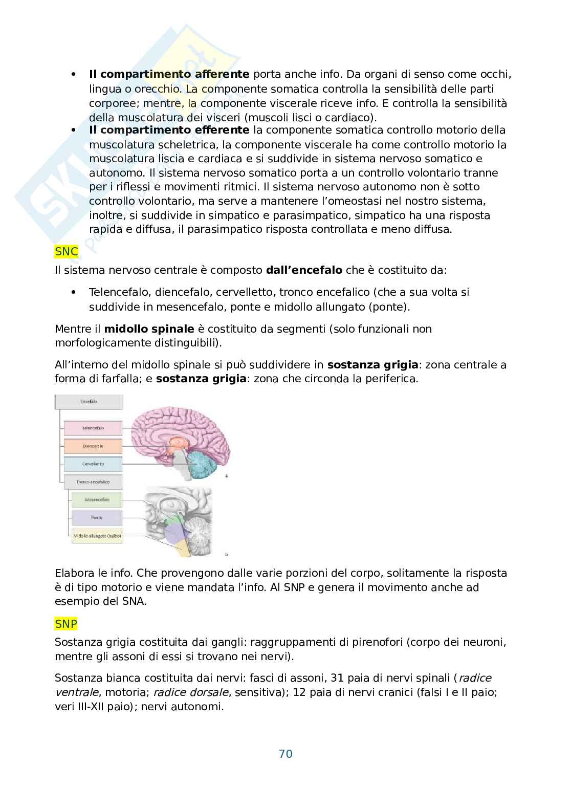 Anatomia umana, antropometria e postura Pag. 71