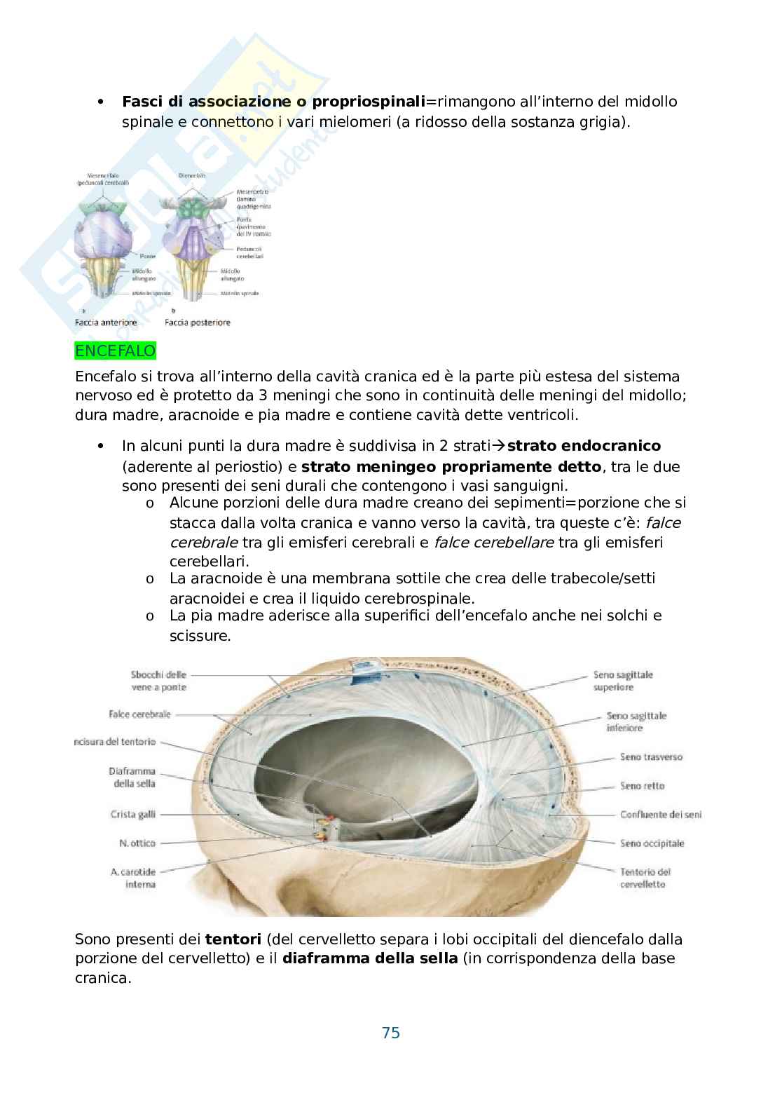 Anatomia umana, antropometria e postura Pag. 76