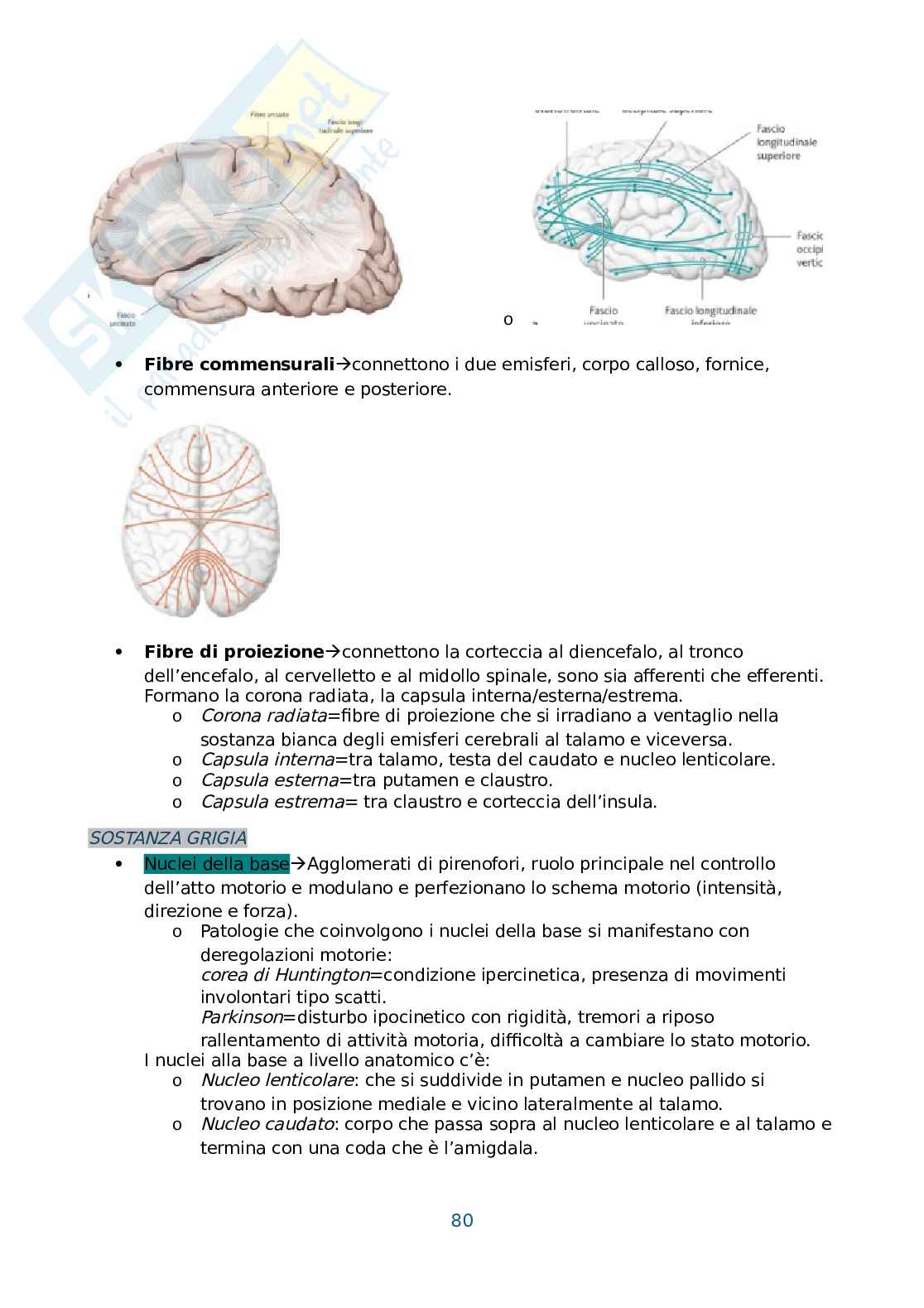 Anatomia umana, antropometria e postura Pag. 81