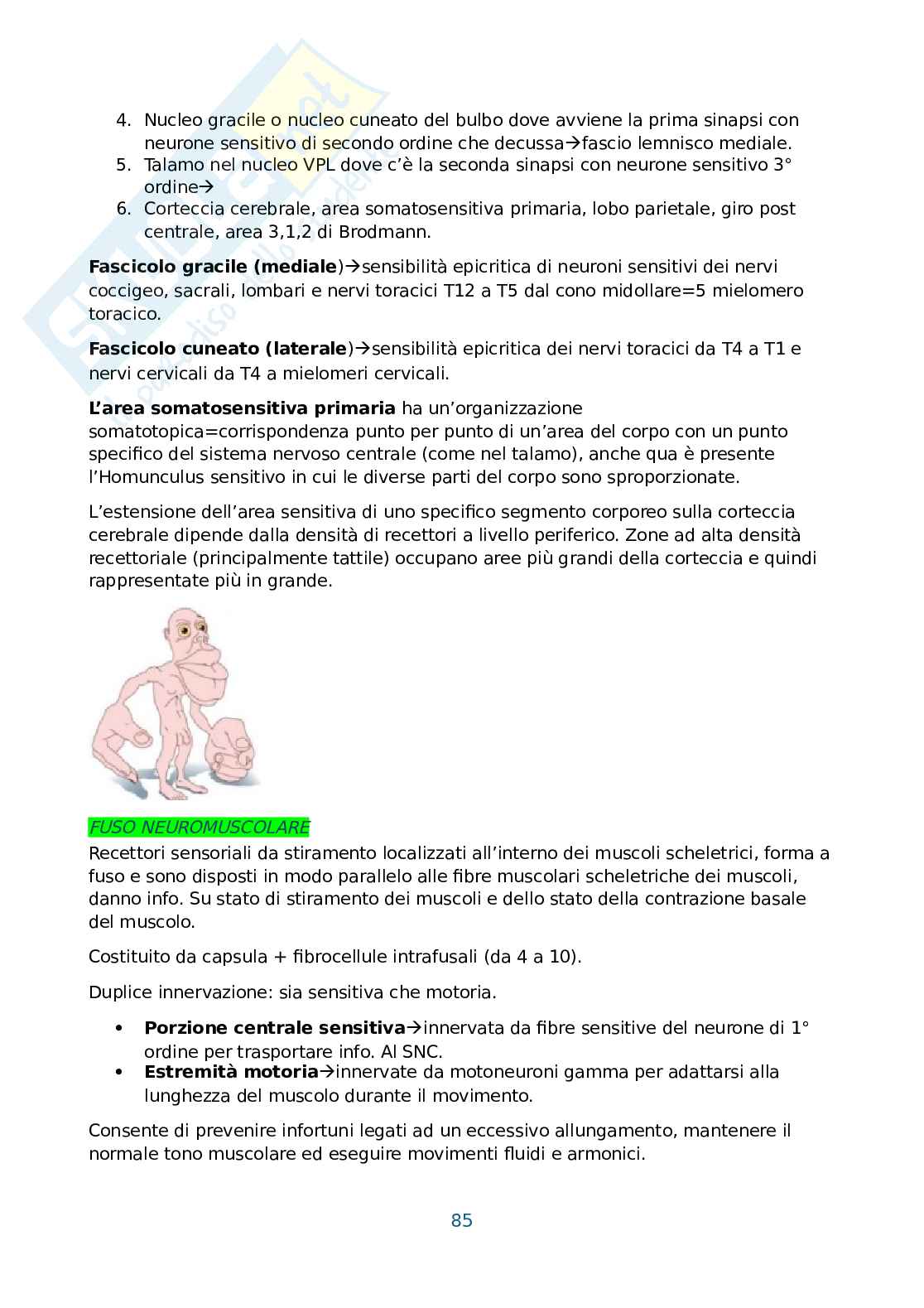 Anatomia umana, antropometria e postura Pag. 86