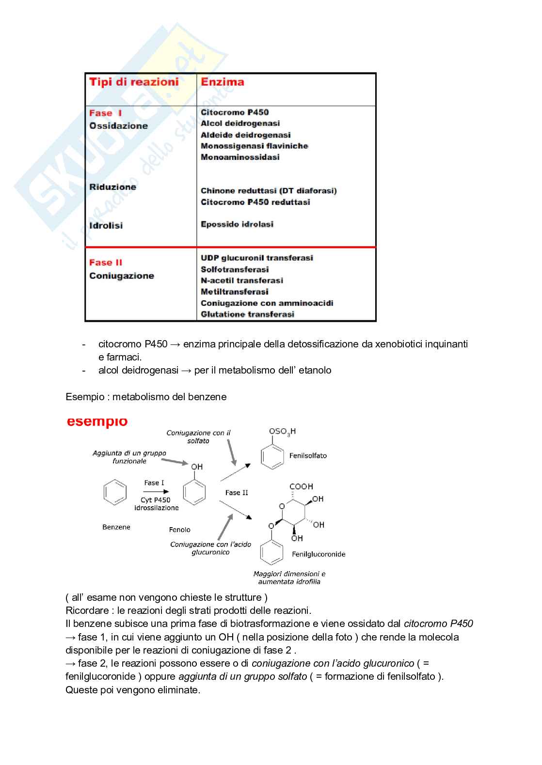 Fasi della biotrasformazione Pag. 2