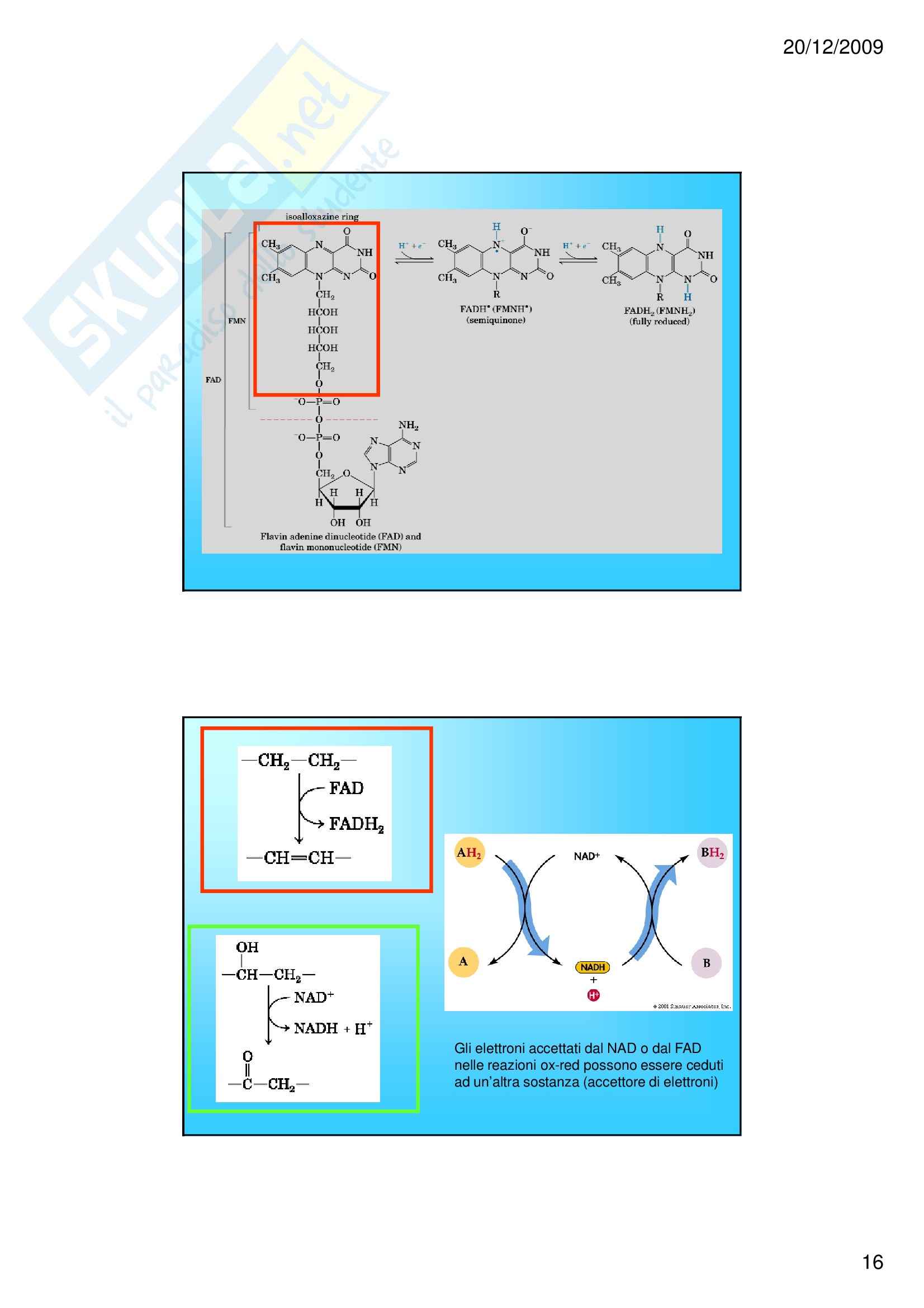 Biochimica I – Enzimi e vitamine – Slides Pag. 16