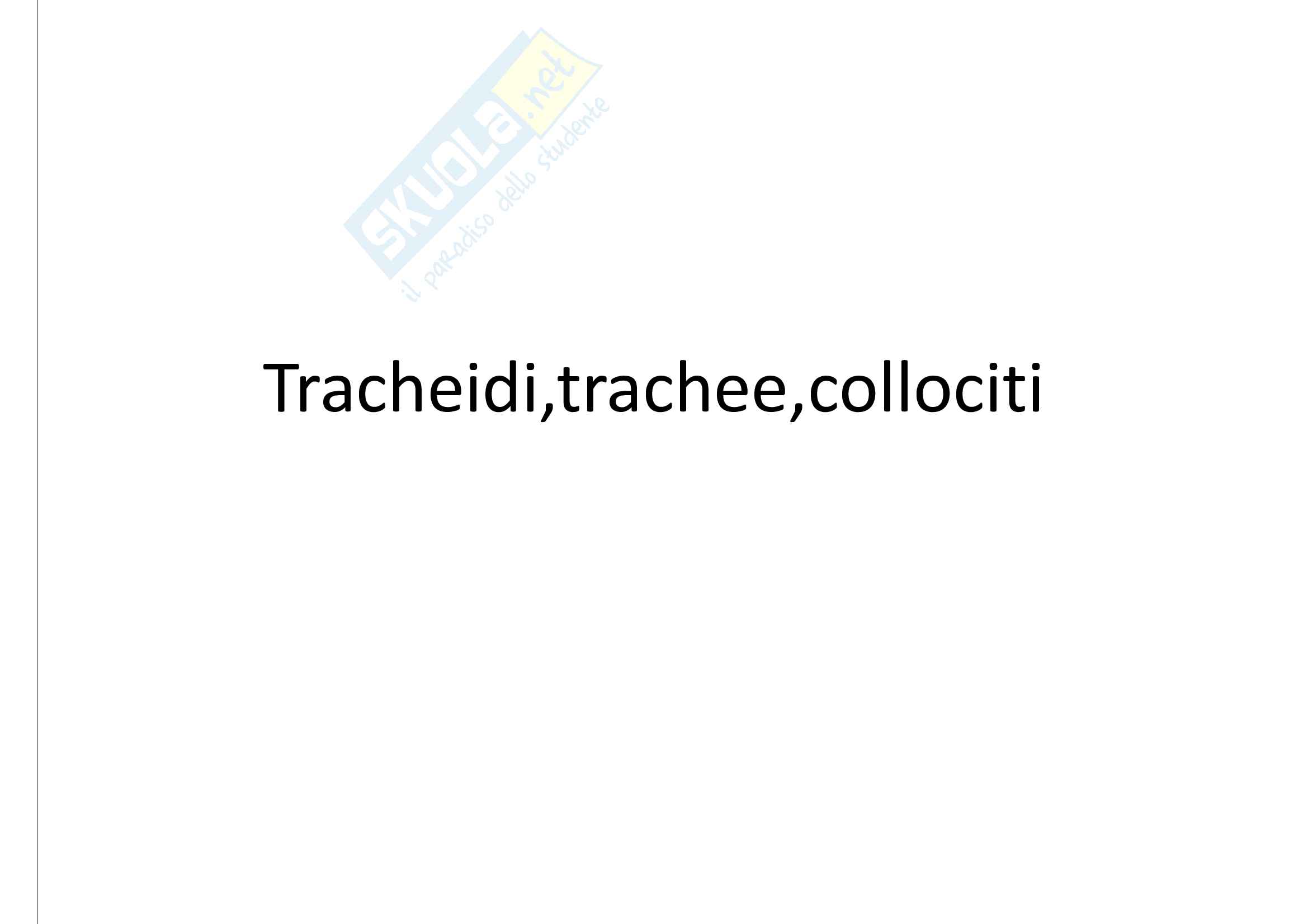 Tracheidi trachee collociti Pag. 1