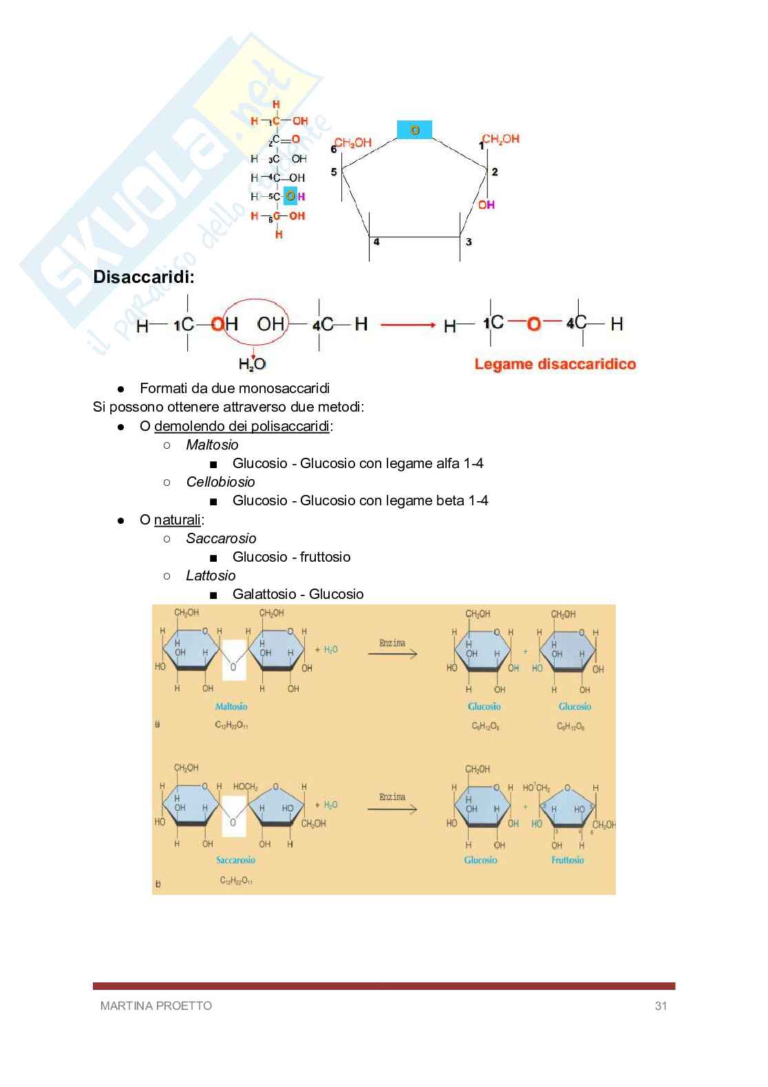 Biologia e biochimica  Pag. 31