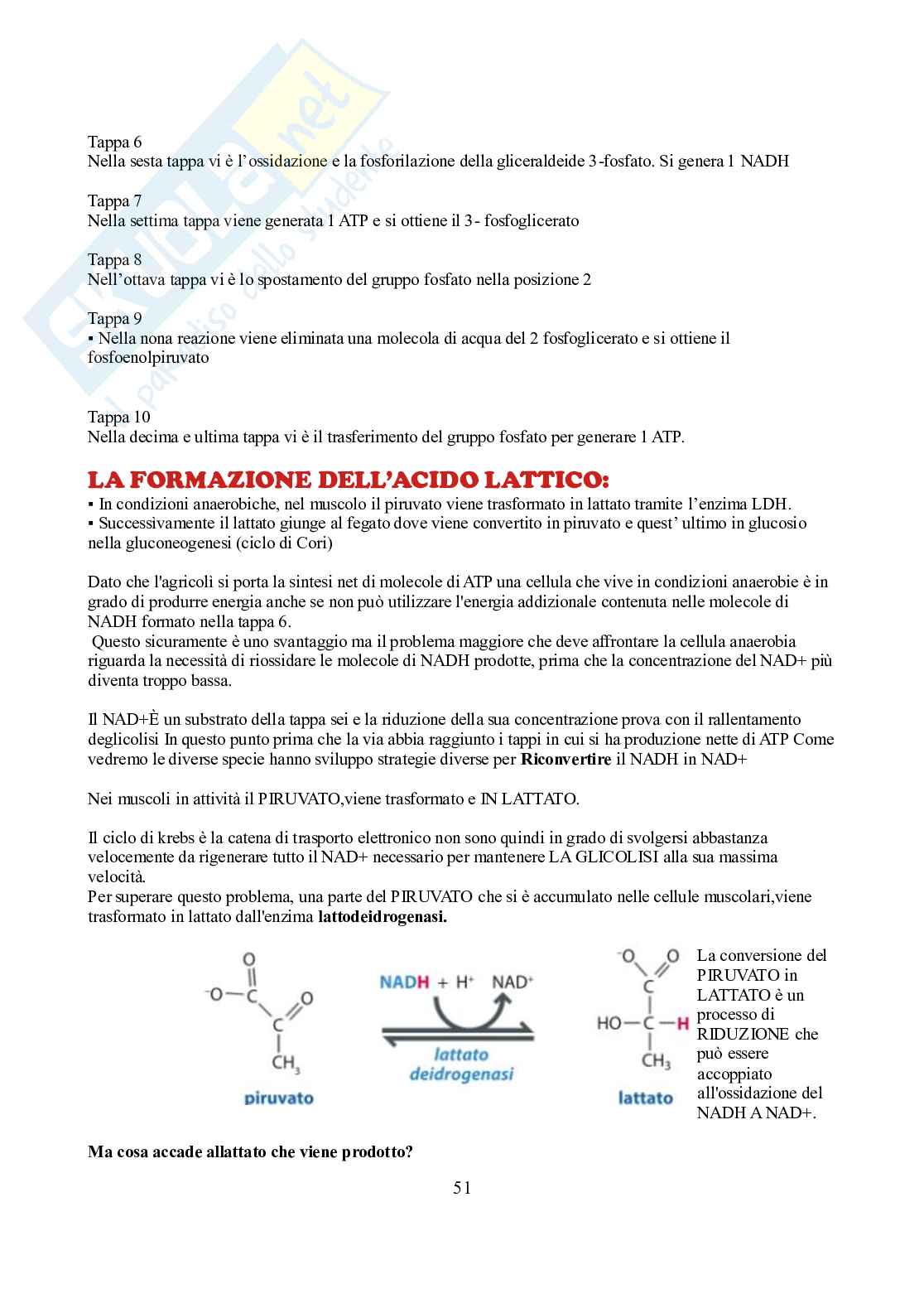 Appunti di Biochimica  Pag. 51