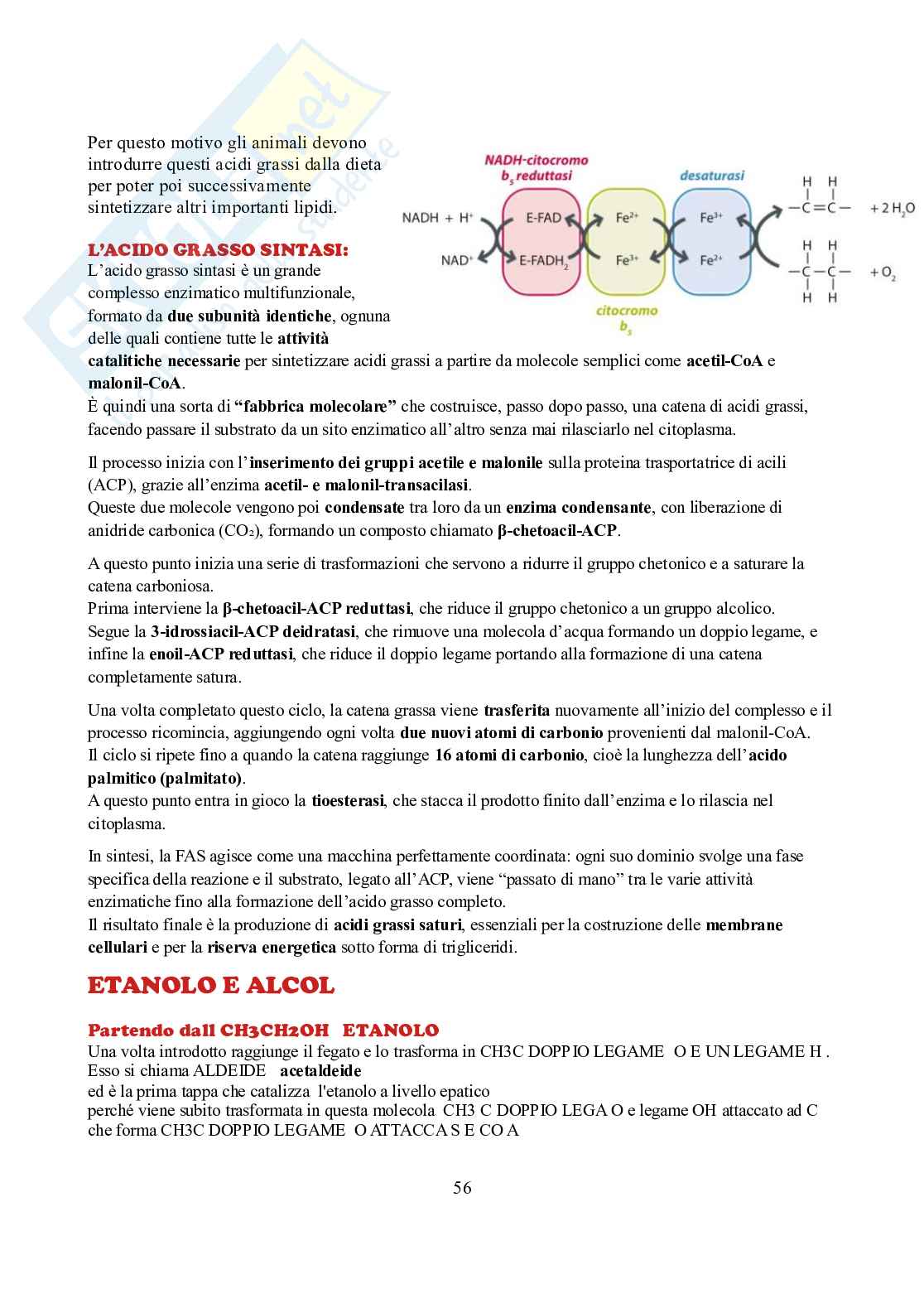 Appunti di Biochimica  Pag. 56