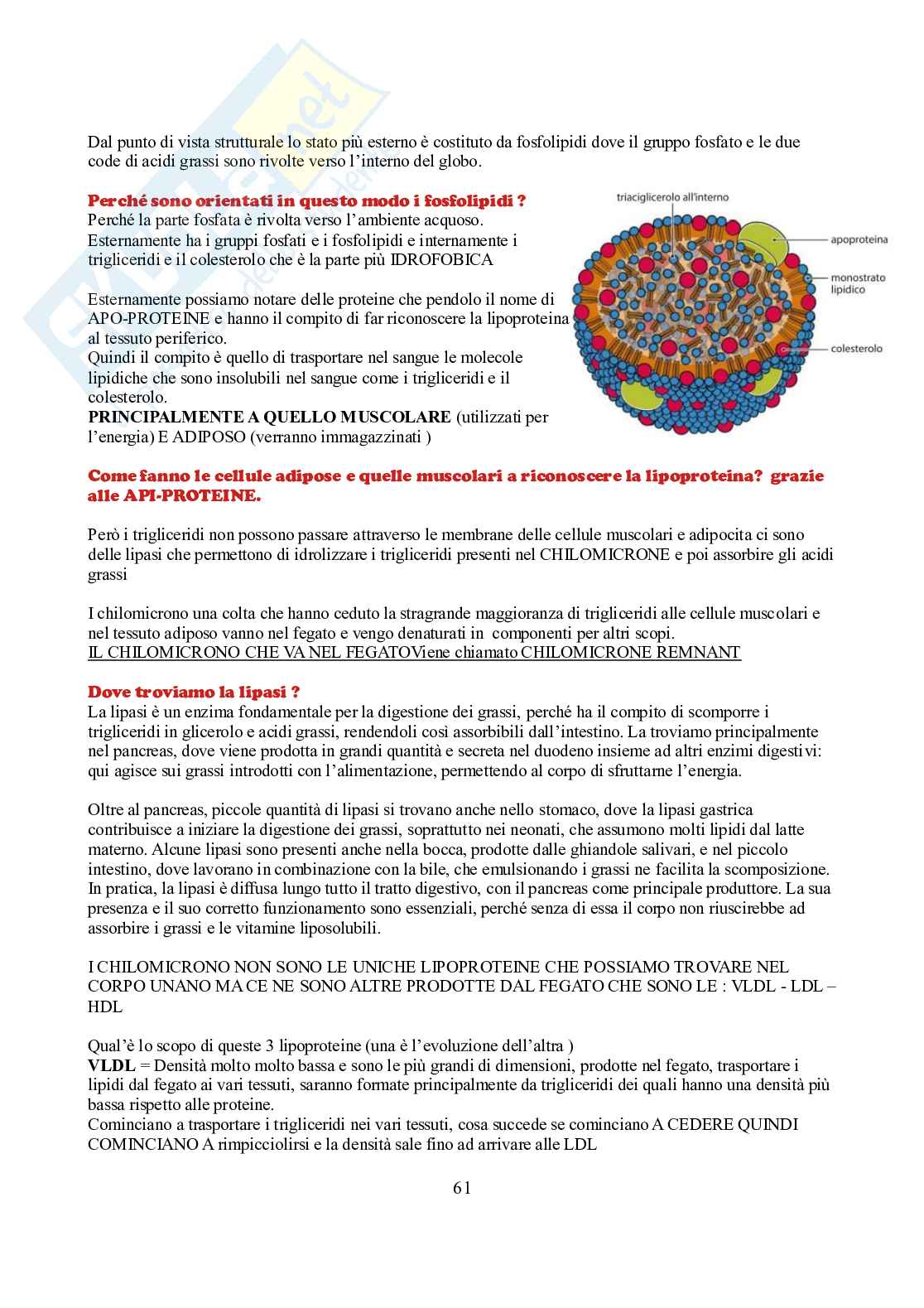 Appunti di Biochimica  Pag. 61