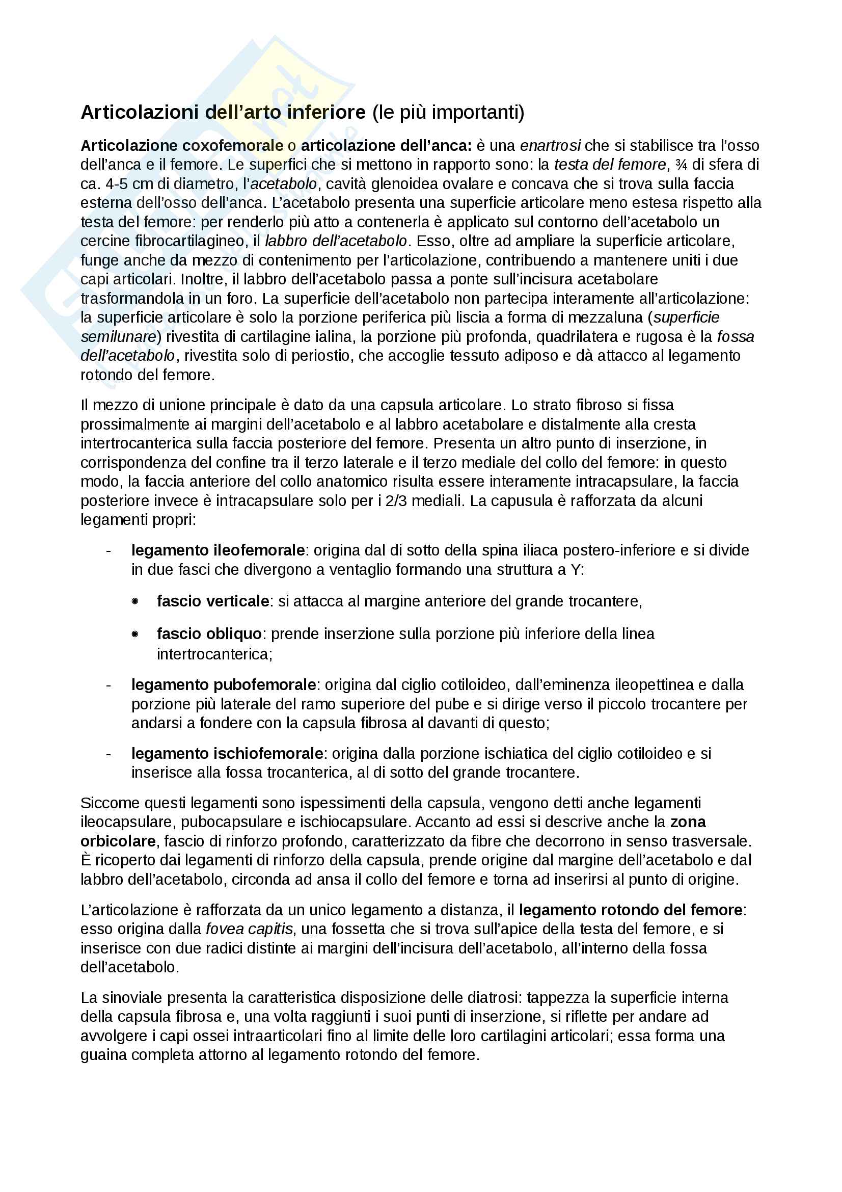 Articolazioni dell'arto inferiore Pag. 1