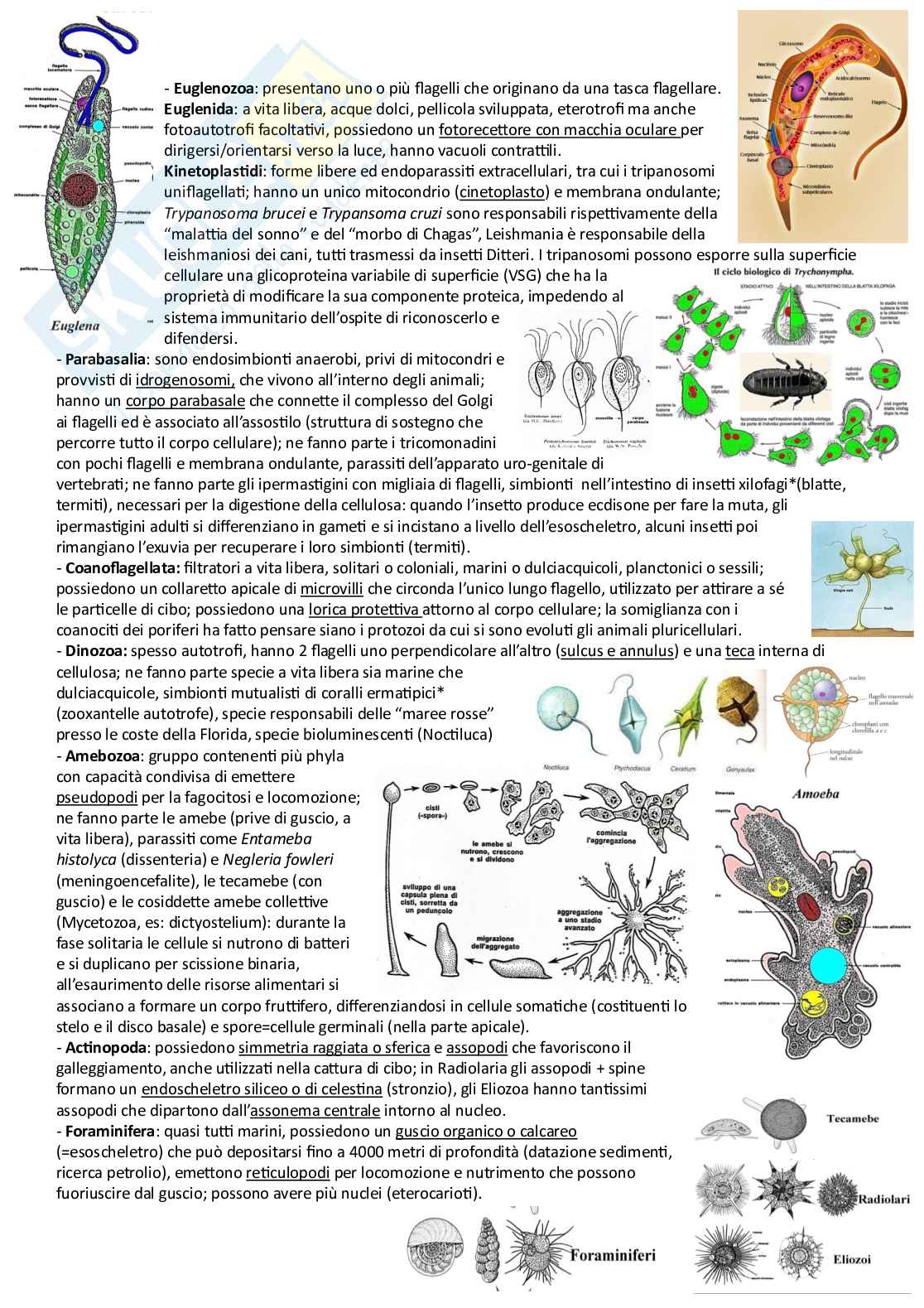 Zoologia sistematica   Pag. 2