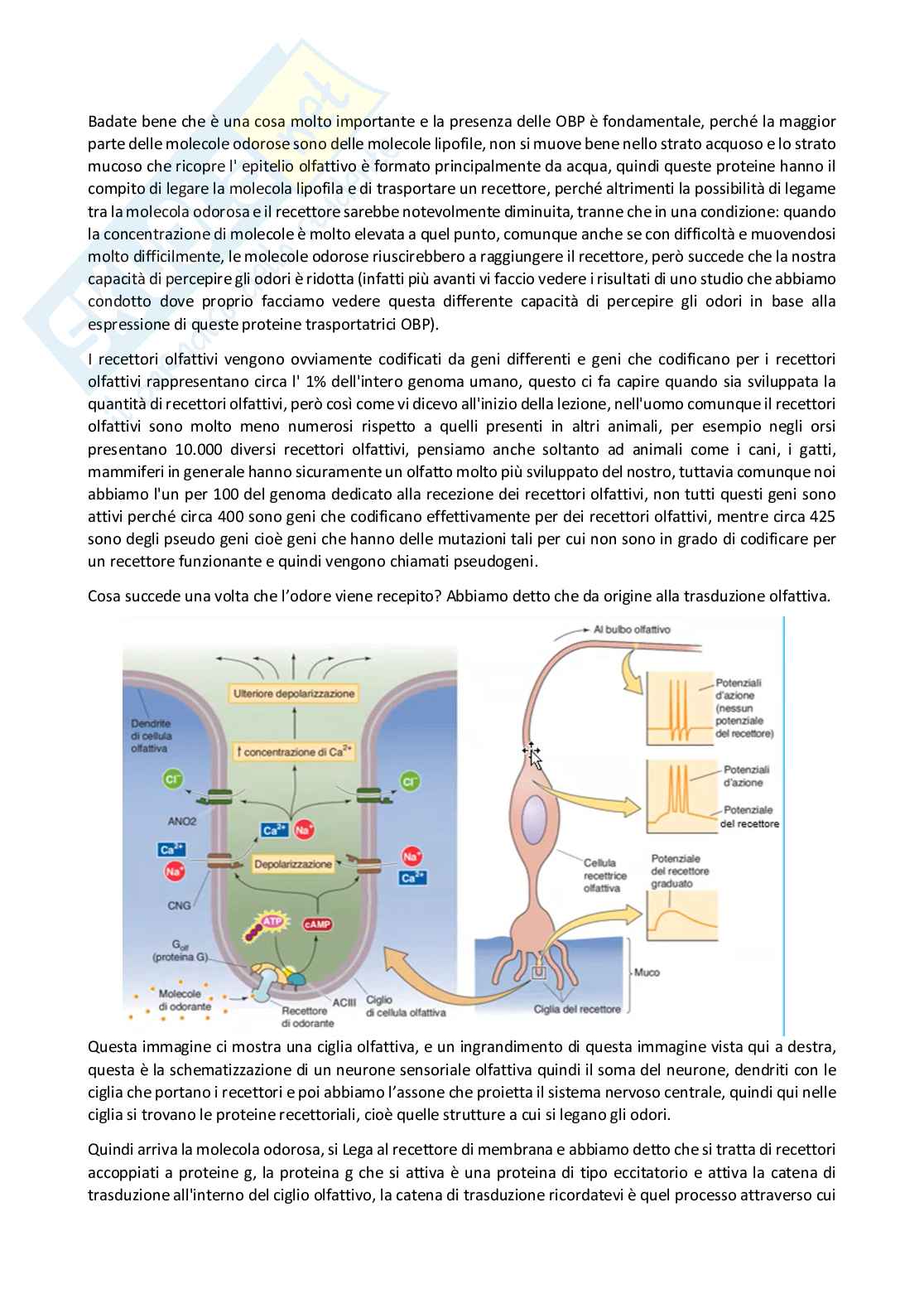 Fisiologia generale - Parte  4 Pag. 6