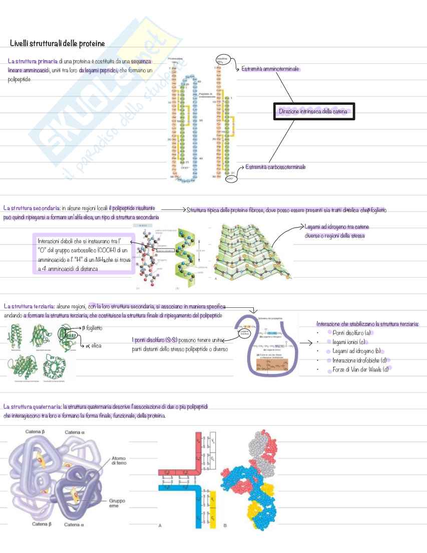 Appunti per esame di Biologia, semestre filtro Pag. 11