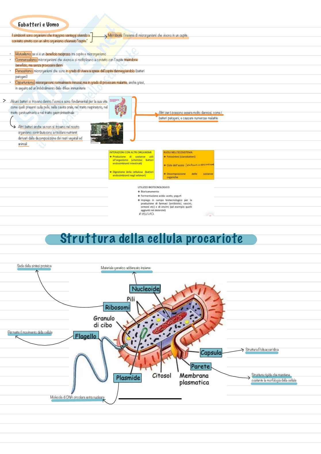Appunti per esame di Biologia, semestre filtro Pag. 21