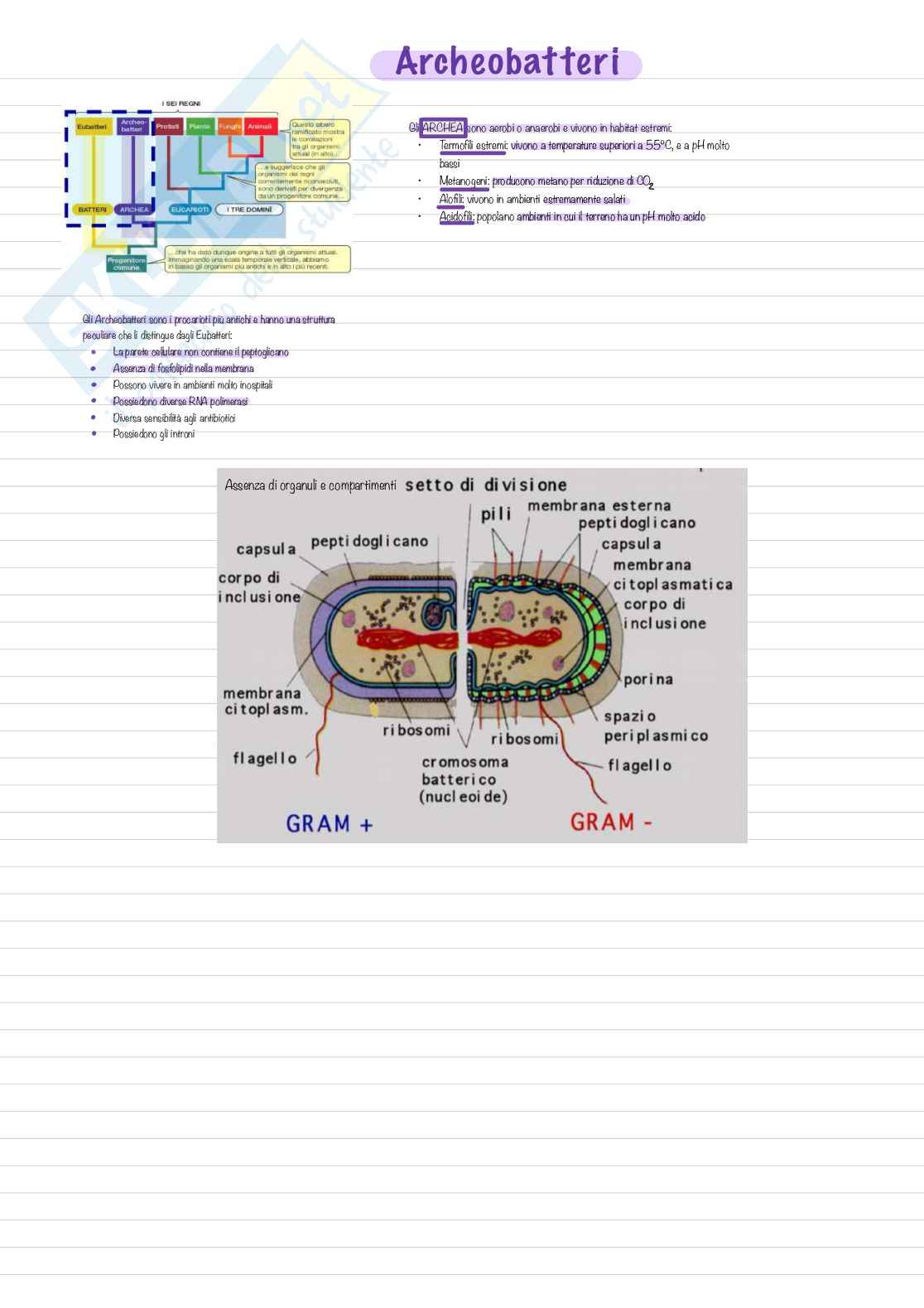 Appunti per esame di Biologia, semestre filtro Pag. 26