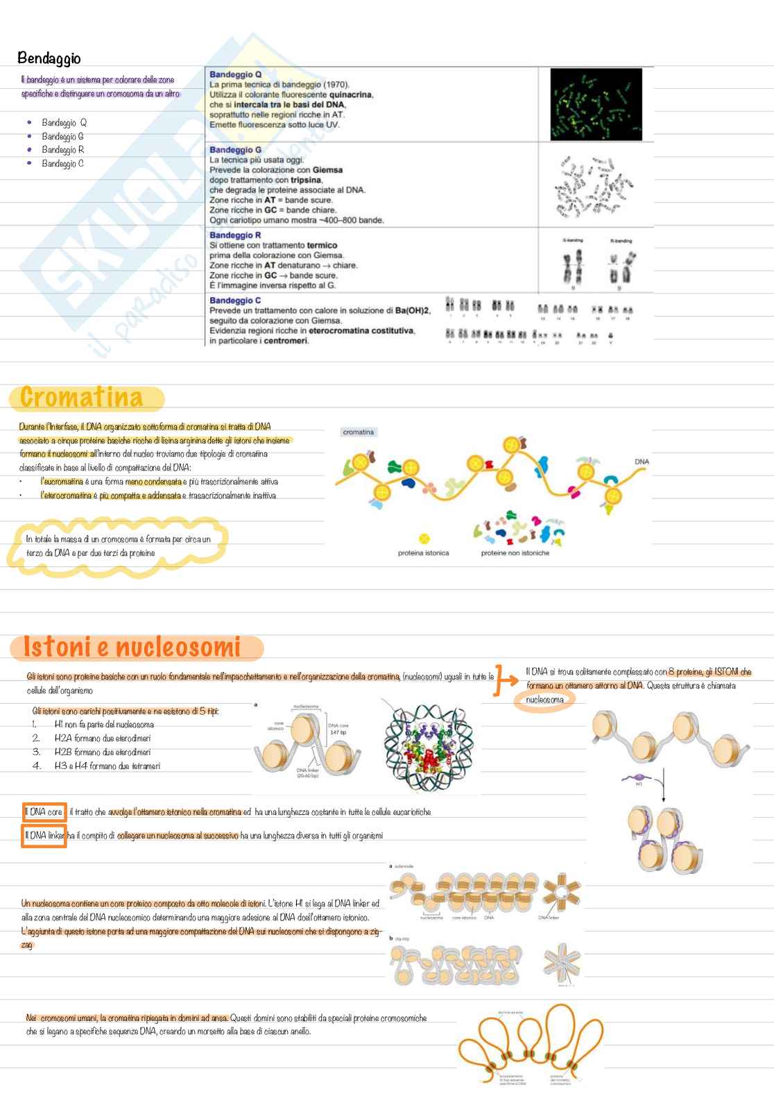 Appunti per esame di Biologia, semestre filtro Pag. 31
